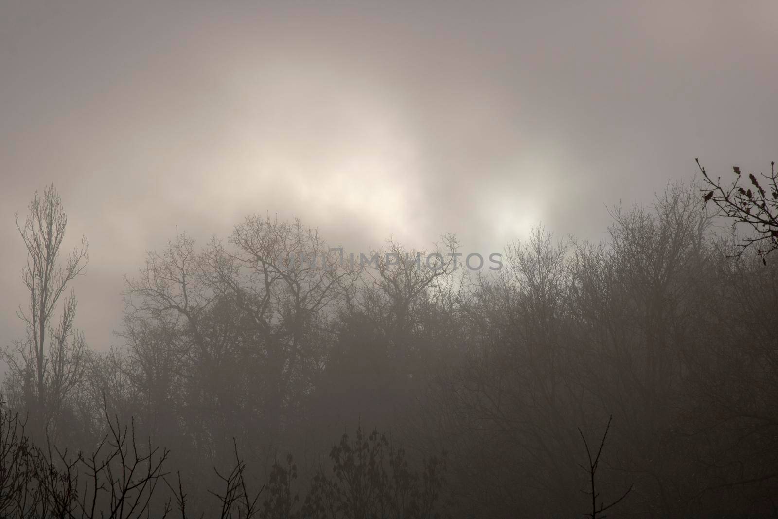 Foggy dark landscape by ValentimePix