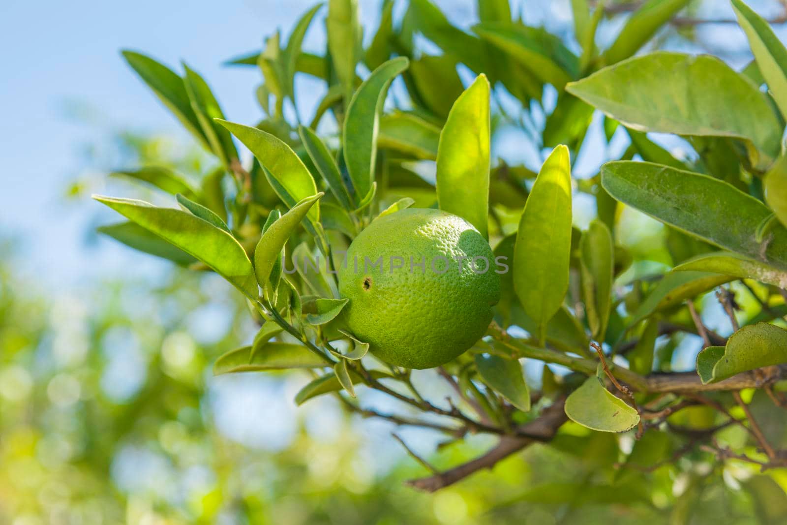 Not ripened green oranges hanging on a tree