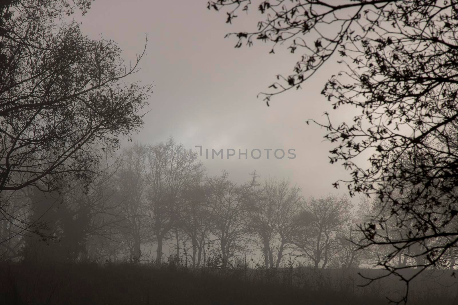 Foggy forest landscape by ValentimePix