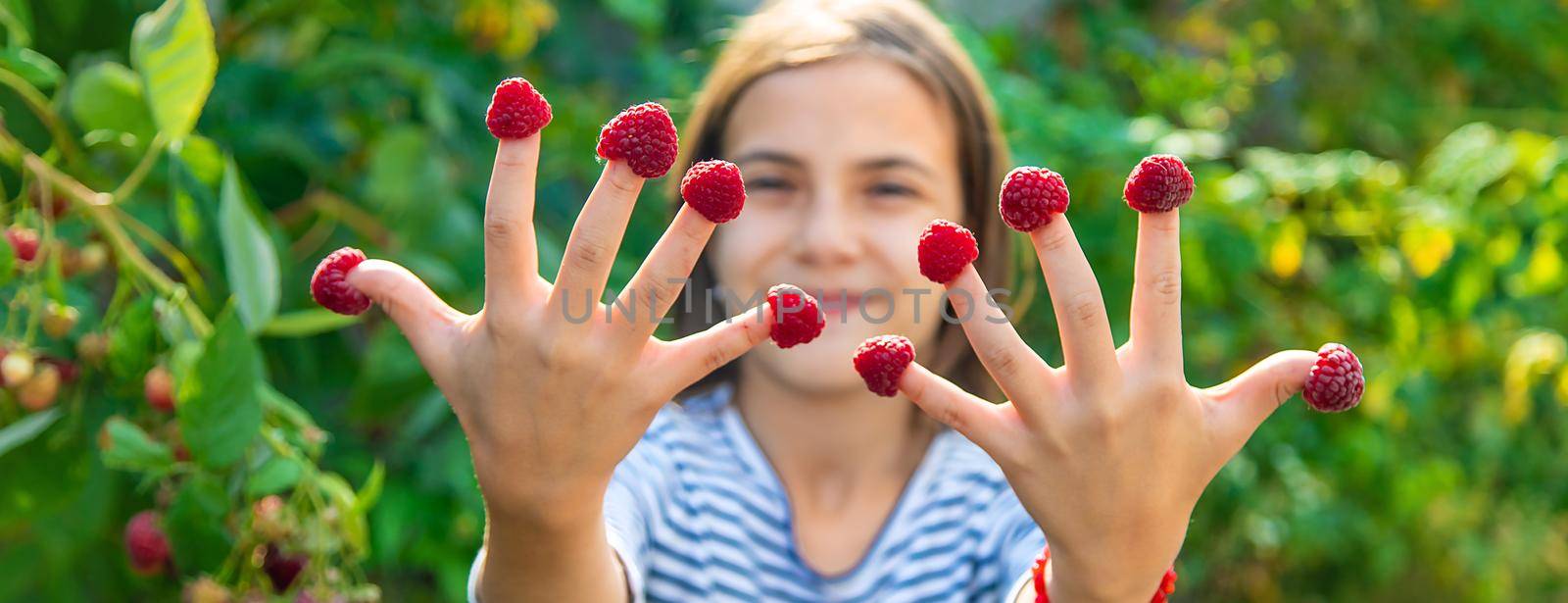 A child harvests raspberries in the garden. Selective focus. Kid.