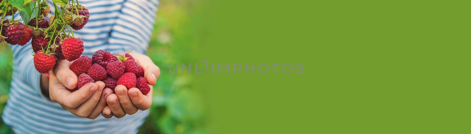 A child harvests raspberries in the garden. Selective focus. Kid.