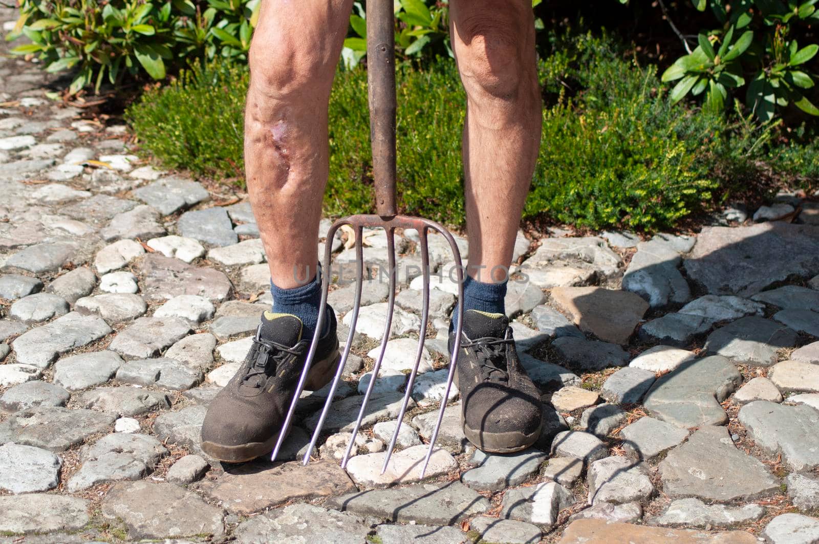 gardener in dirty work clothes and boots holds garden tools, pitchforks, seasonal spring work in the vegetable garden. High quality photo