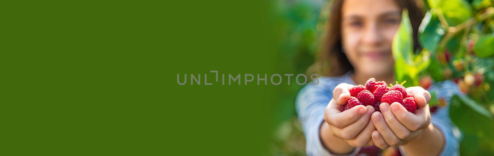 A child harvests raspberries in the garden. Selective focus. Kid.