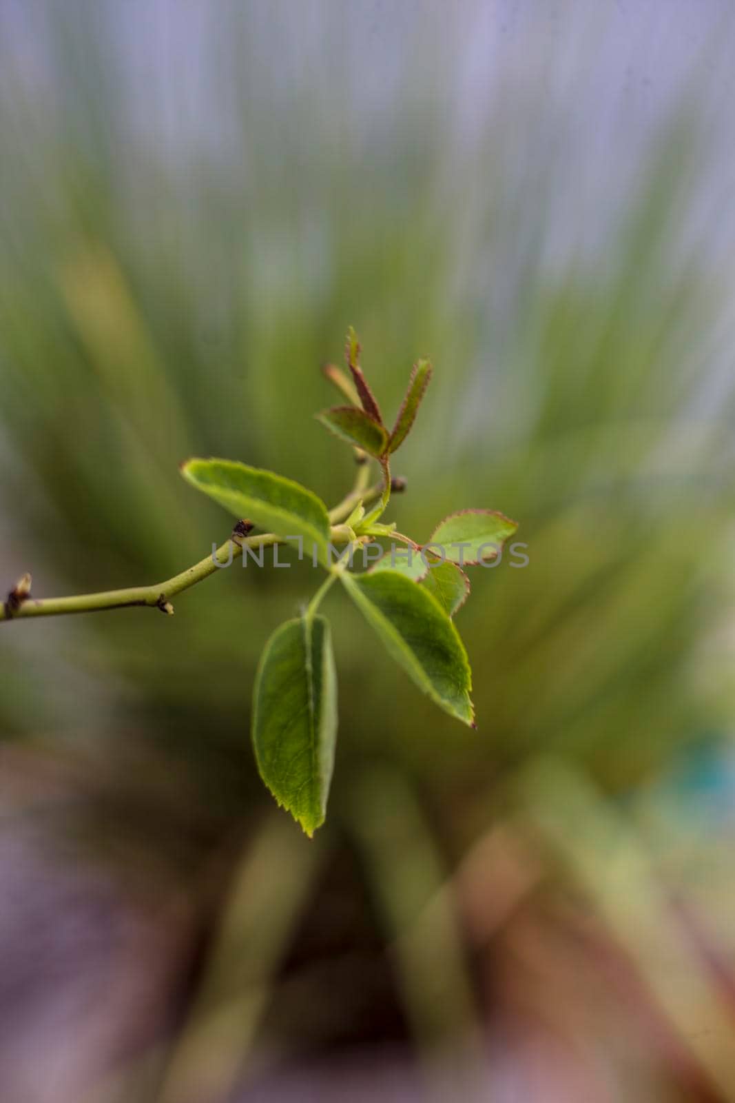 Close up shot of new leaf of rose flower or rosa flower along with the blurred background of the other green vegetation.