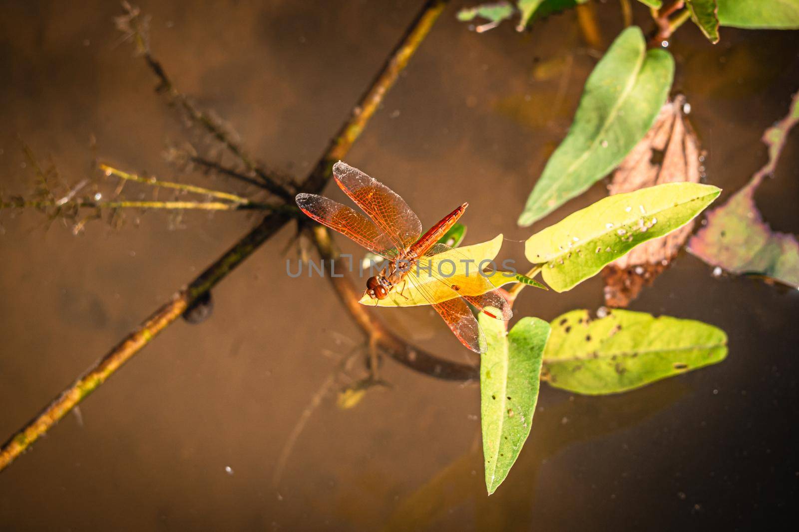 Dragonfly hold on dry branches and copy space .Dragonfly in the nature. Dragonfly in the nature habitat. Beautiful nature scene with dragonfly outdoor