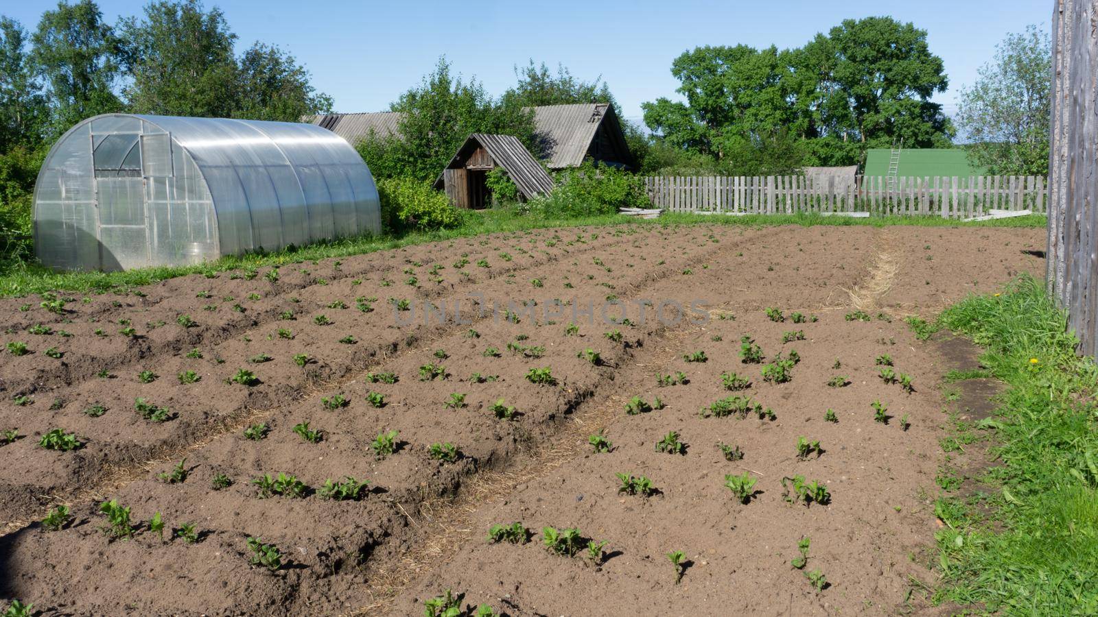 Rustic beds with newly planted potatoes. Russia, village,
