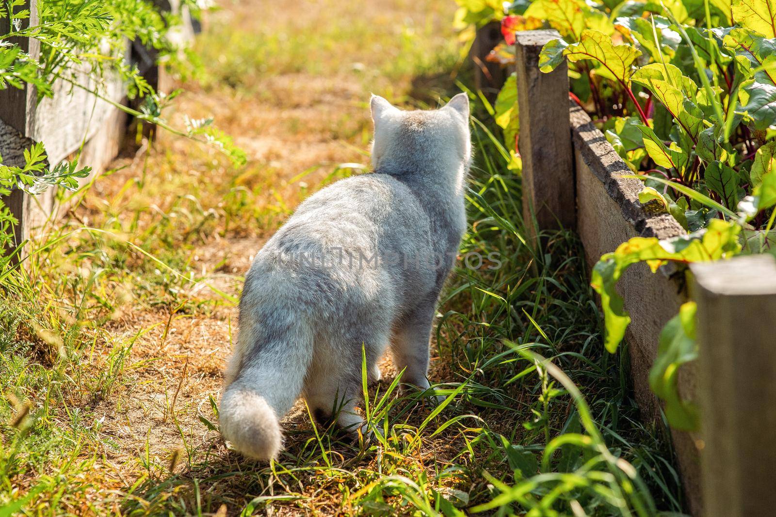 white purebred cat, walking nearby a bed with green beet leaves, in summer, on a sunny day. Back view. Close up