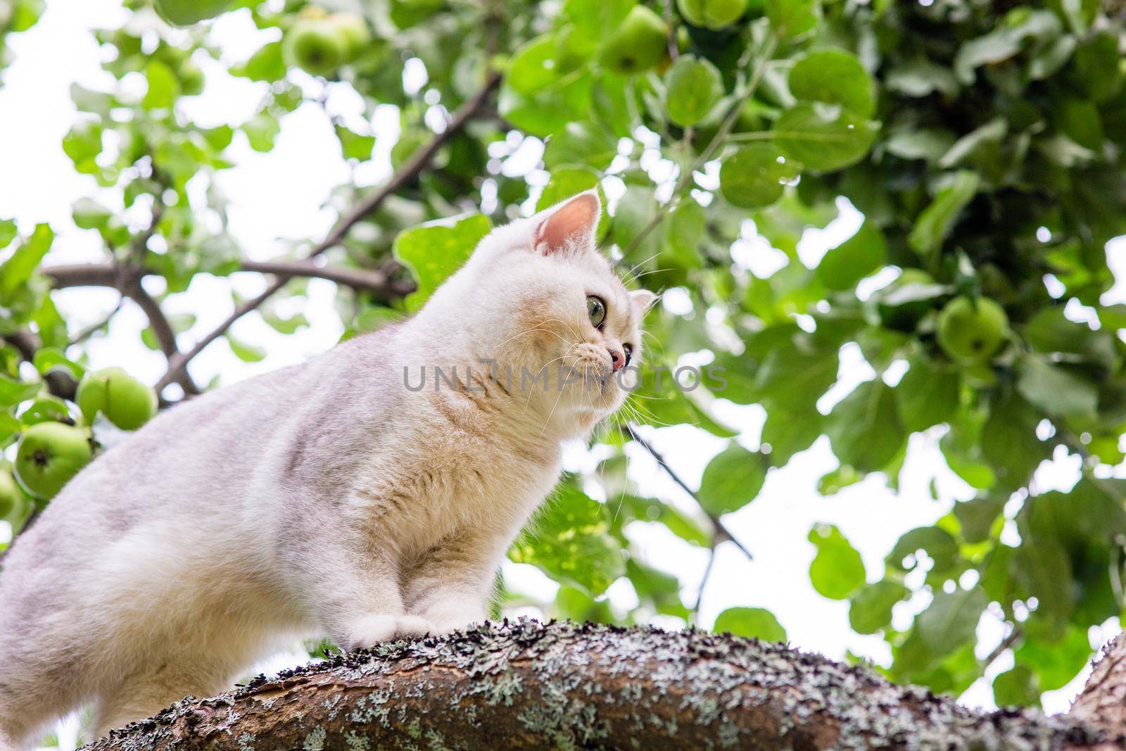a white cat stands on a branch of an apple tree in the garden, in summer, green apples hang nearby. Close up. Copy space