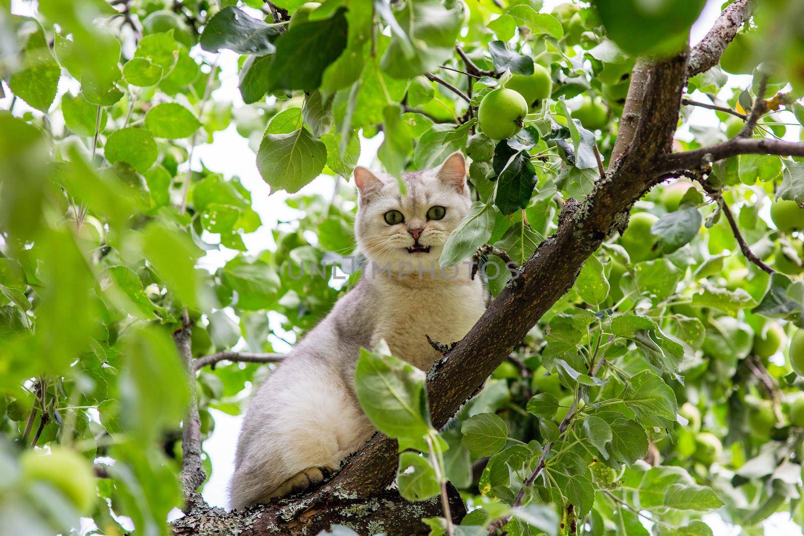 A frightened white cat looks out among the leaves of an apple tree in the garden, green apples hang nearby. close up. Copy space