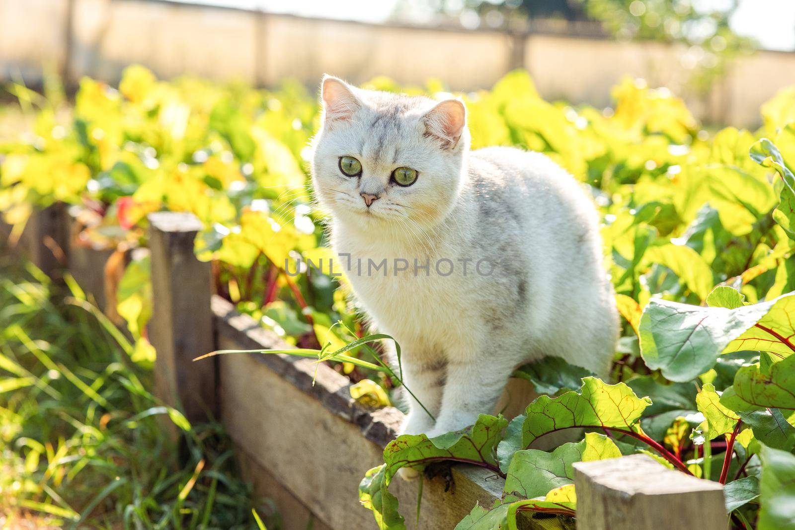 Charming white purebred cat, sitting in garden on a bed with green beet leaves, in summer, on a sunny day