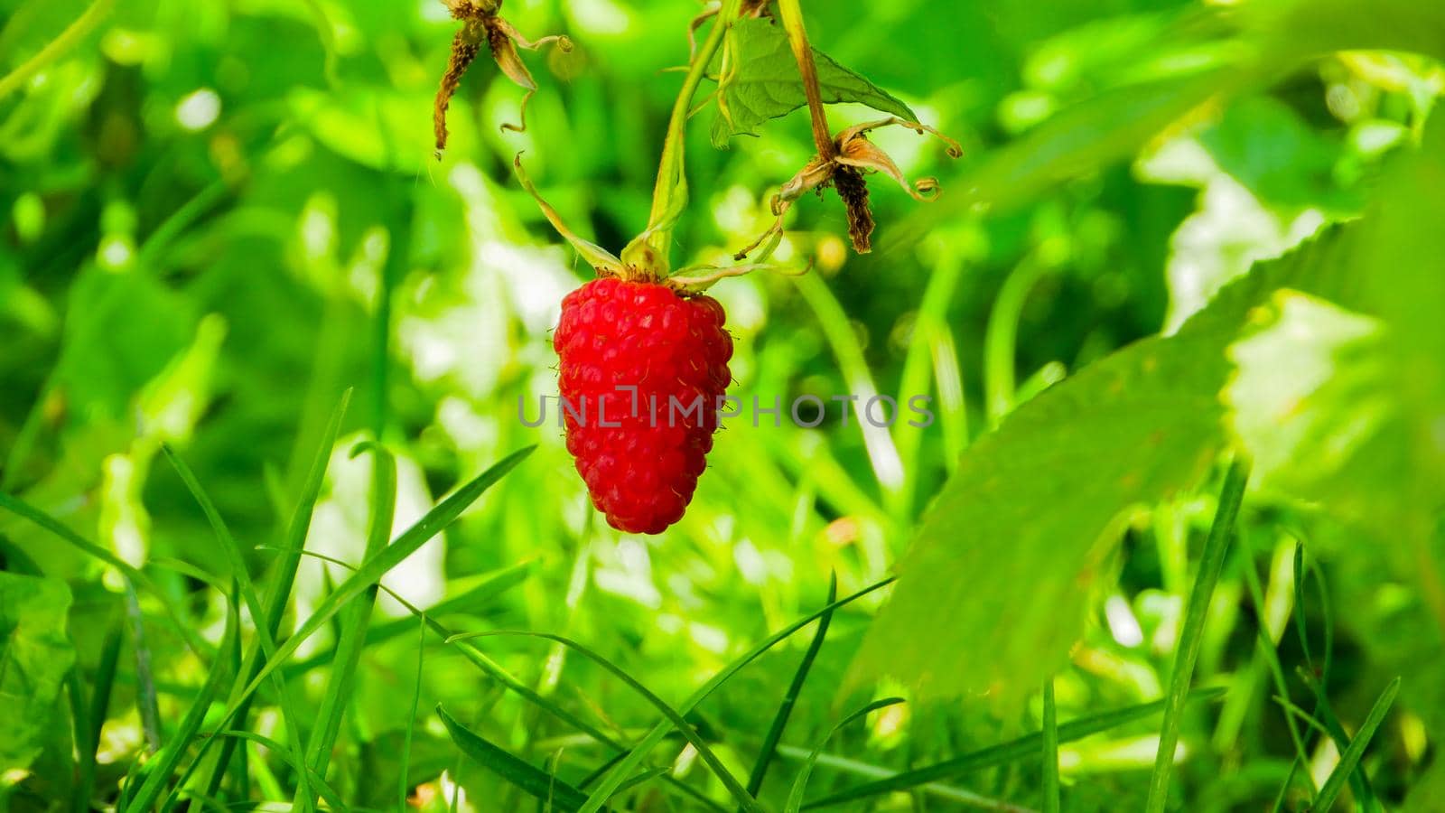Ripe red berries of the forest raspberry on the branch close-up by gelog67