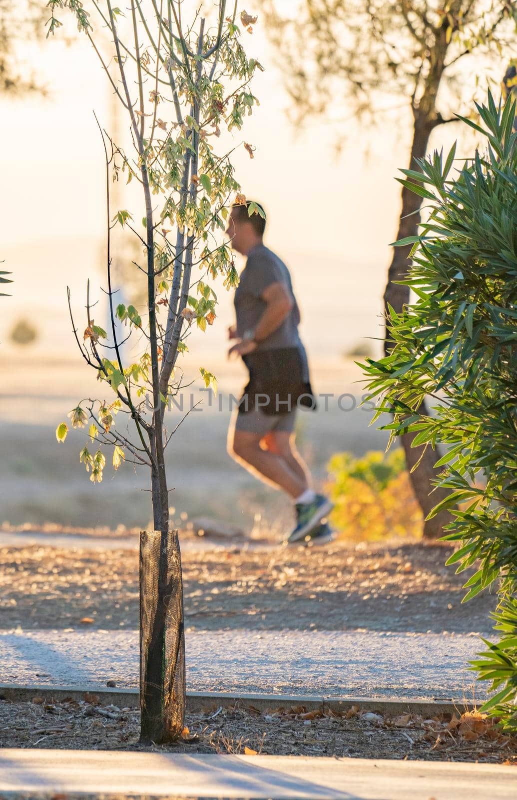 Defocused blurred runner in the background behind the trees with sun light tone. Beauty in nature image.