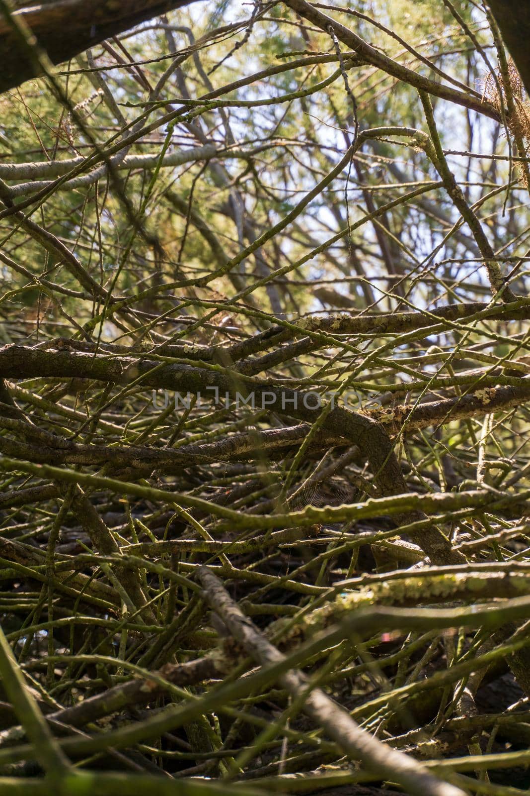 Dense thickets of branches close up. Natural background