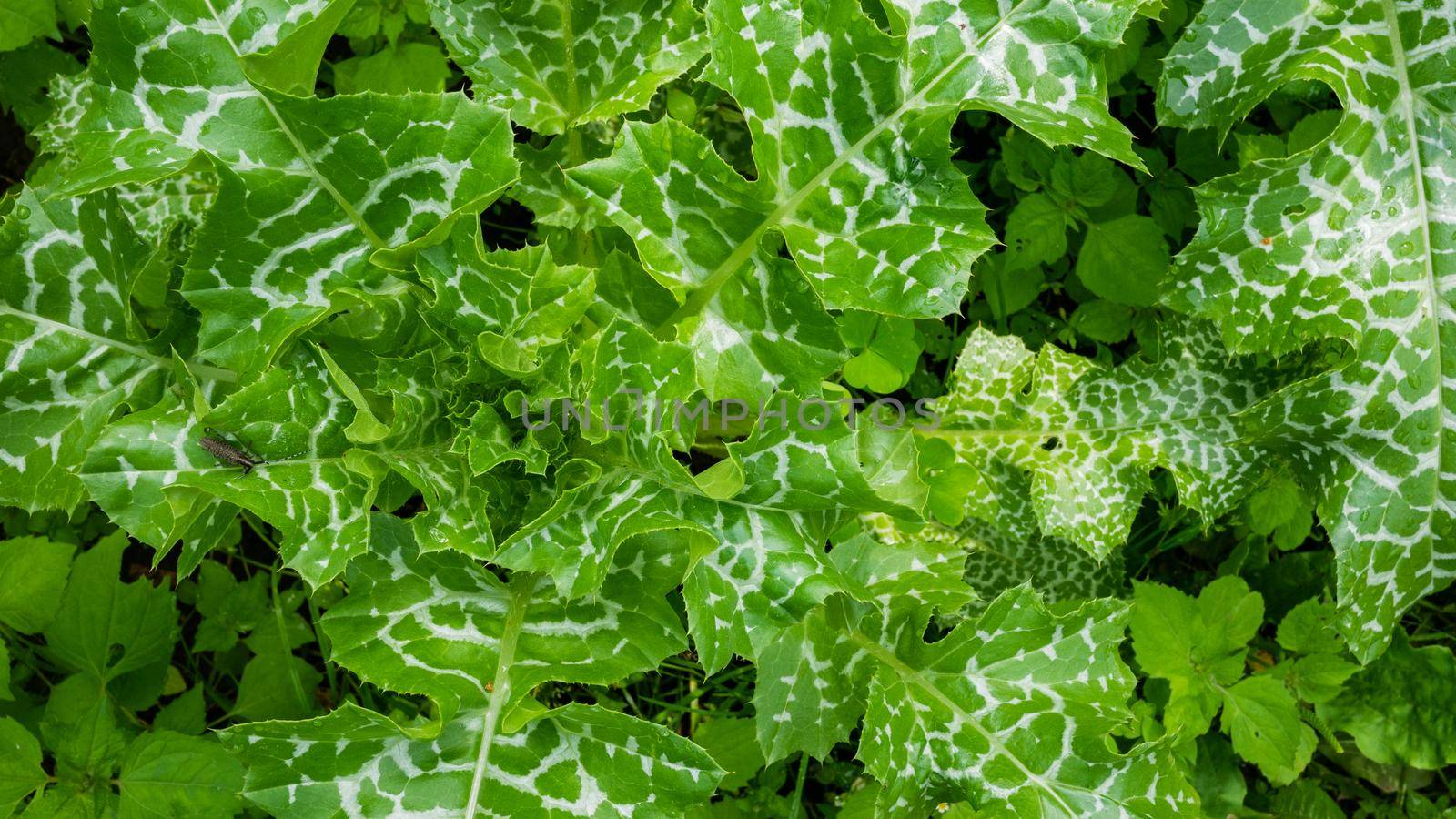 Surface of young green leaves of milk thistle. by gelog67