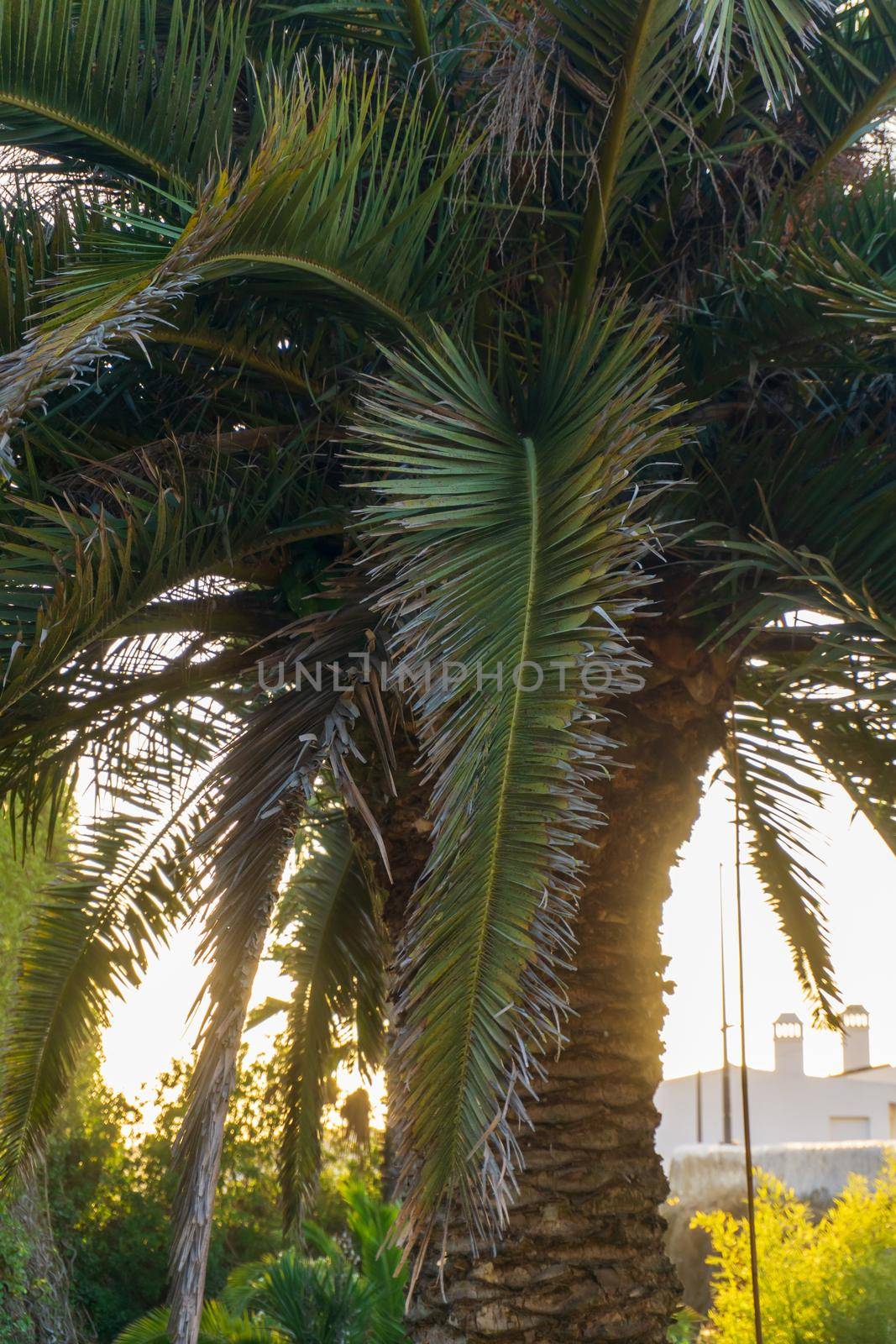 Huge old palm tree in the city in the rays of the setting sun close up