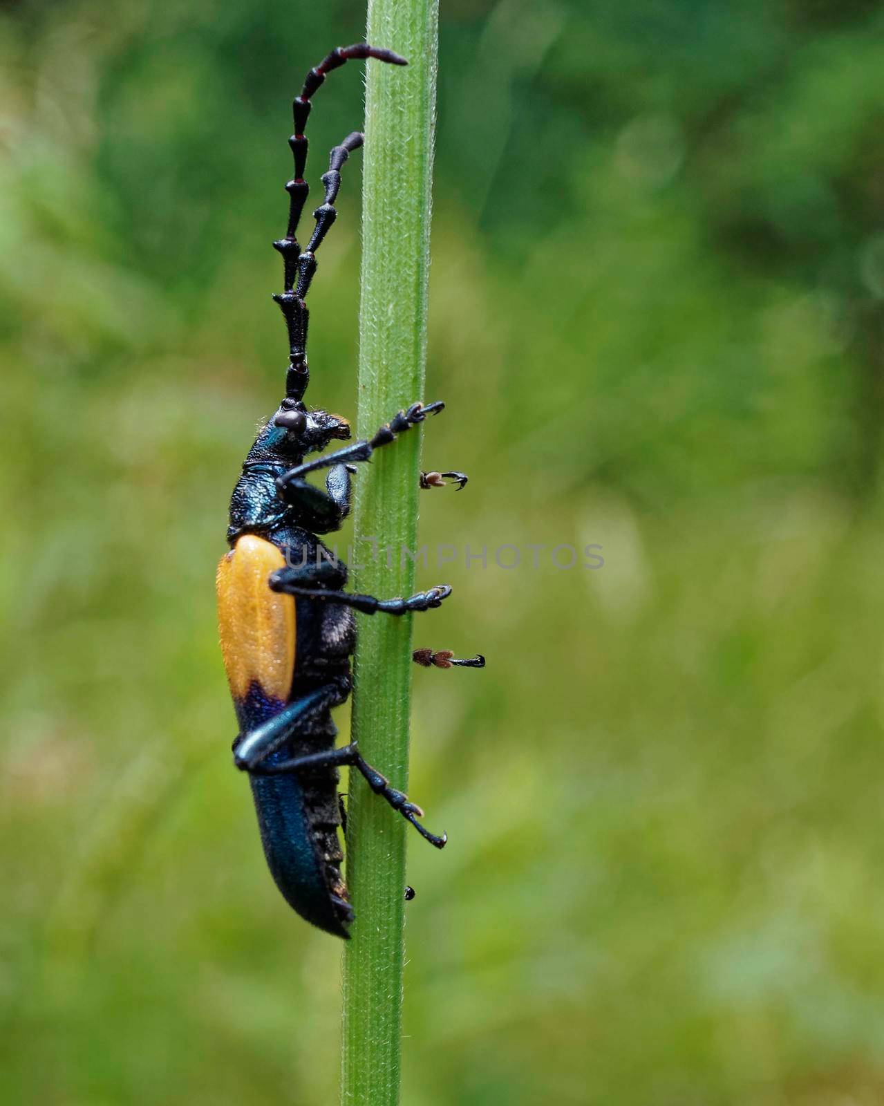Elderberry borer beetle on grass.