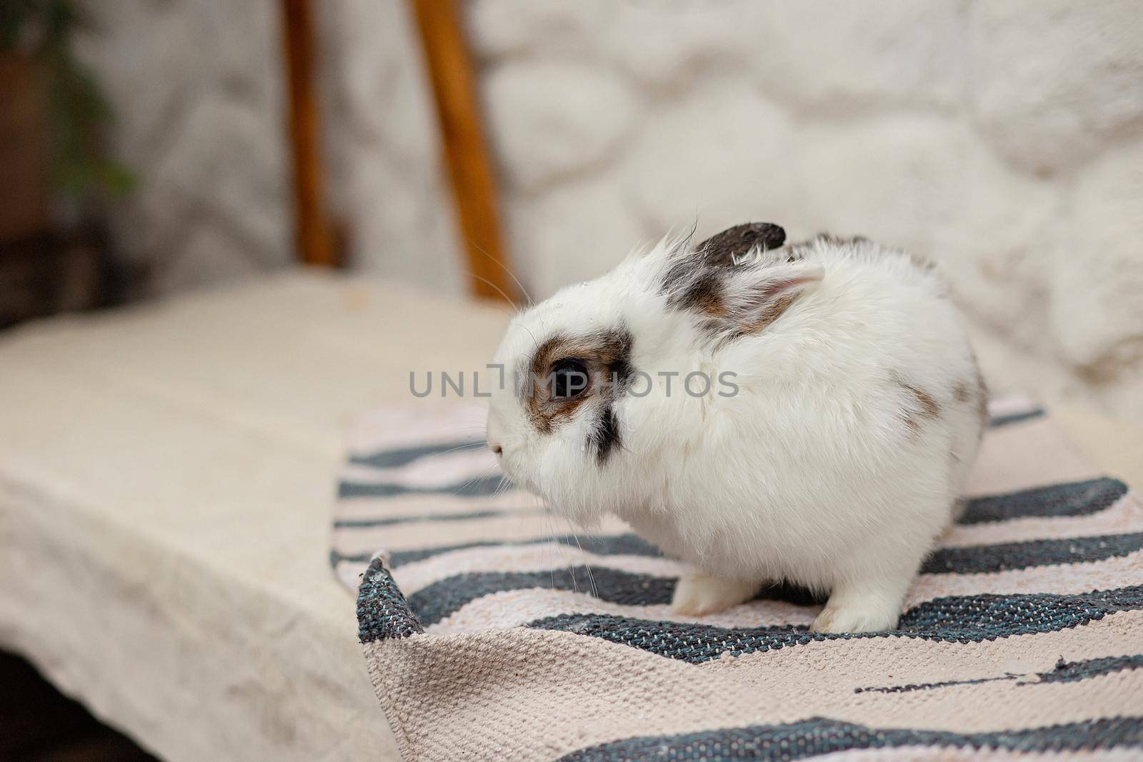 A cute little decorative rabbit, white and gray in color, sits on a striped rug against a white wall