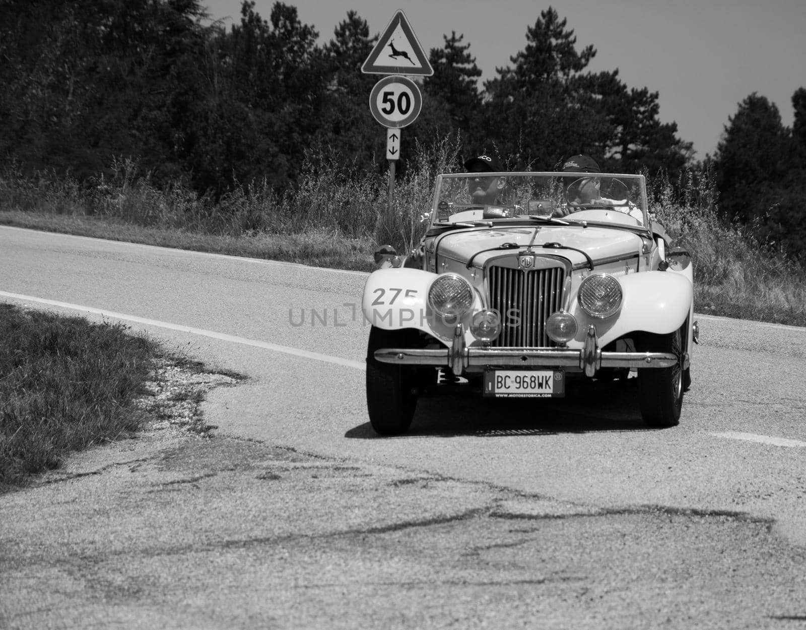 URBINO - ITALY - JUN 16 - 2022 : MG TF 1250 1953 on an old racing car in rally Mille Miglia 2022 the famous italian historical race (1927-1957