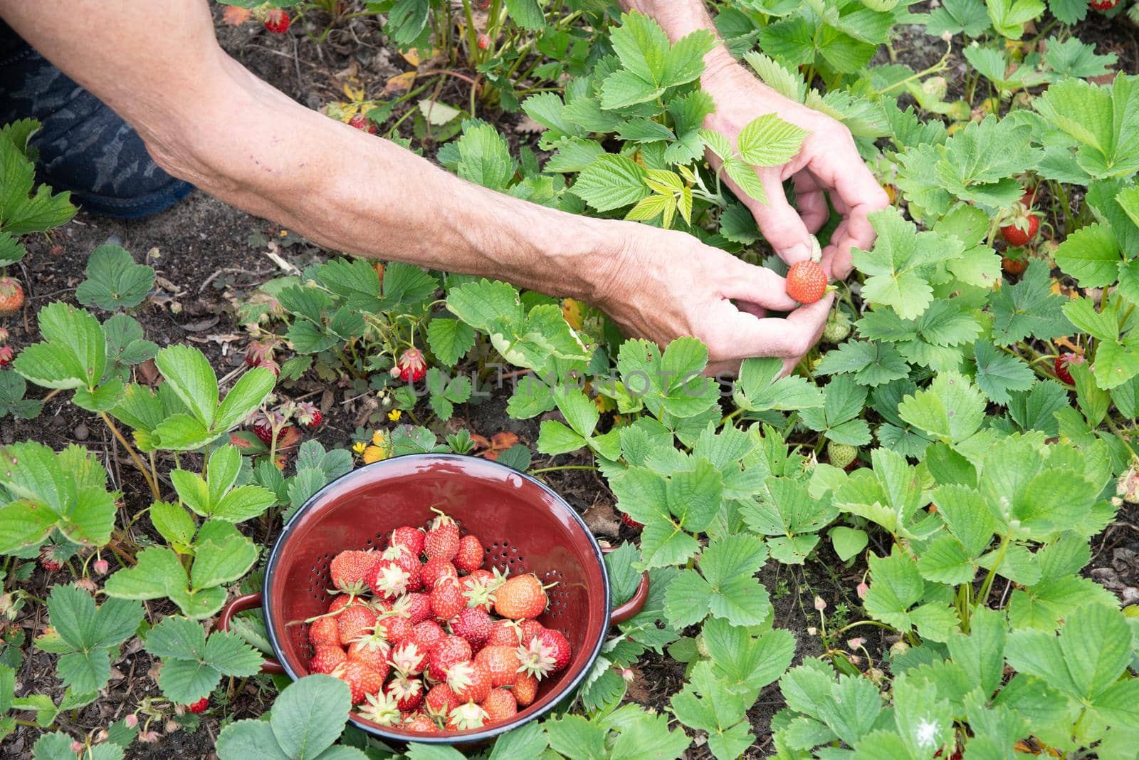 a man picks strawberries in his palm, a large harvest of berries, summer fruit picking, male hands hold a handful of ripe strawberries. High quality photo
