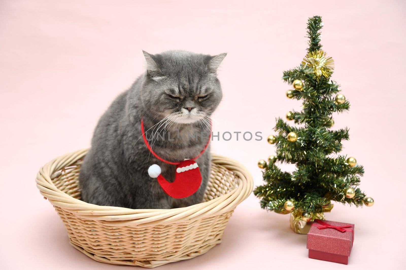 a gray sad british cat in a santa costume sits in a basket near the christmas tree, High quality photo