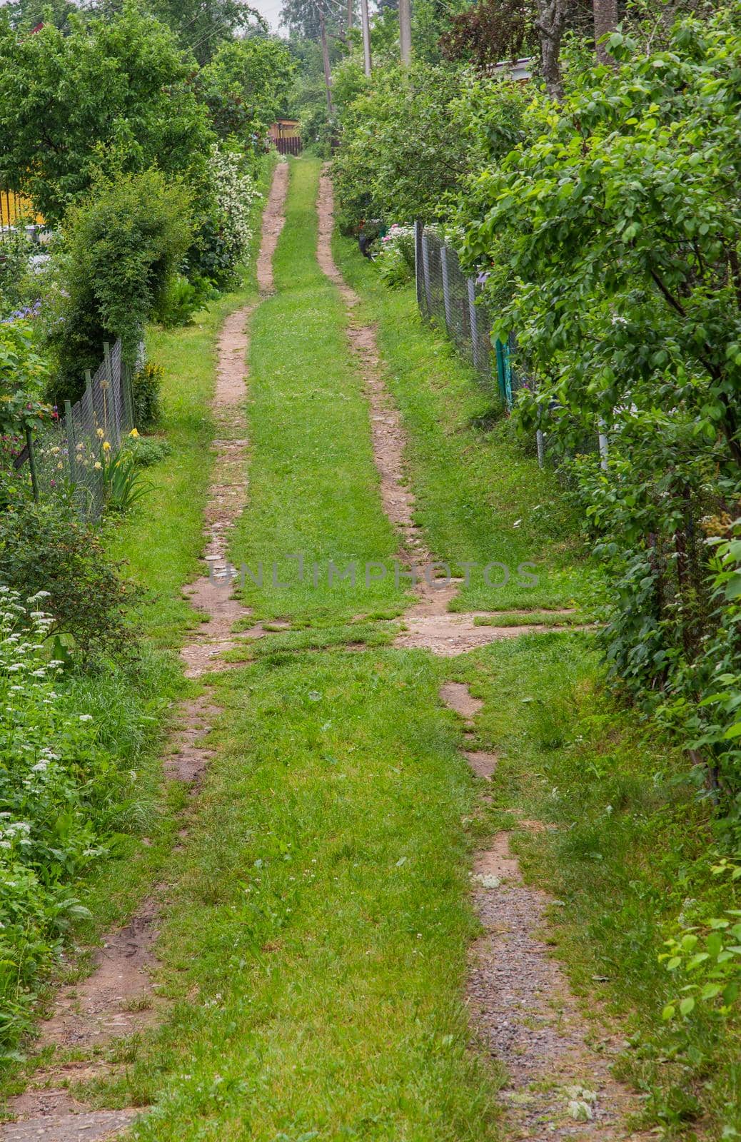 Narrow dirt road in the village covered with green grass.