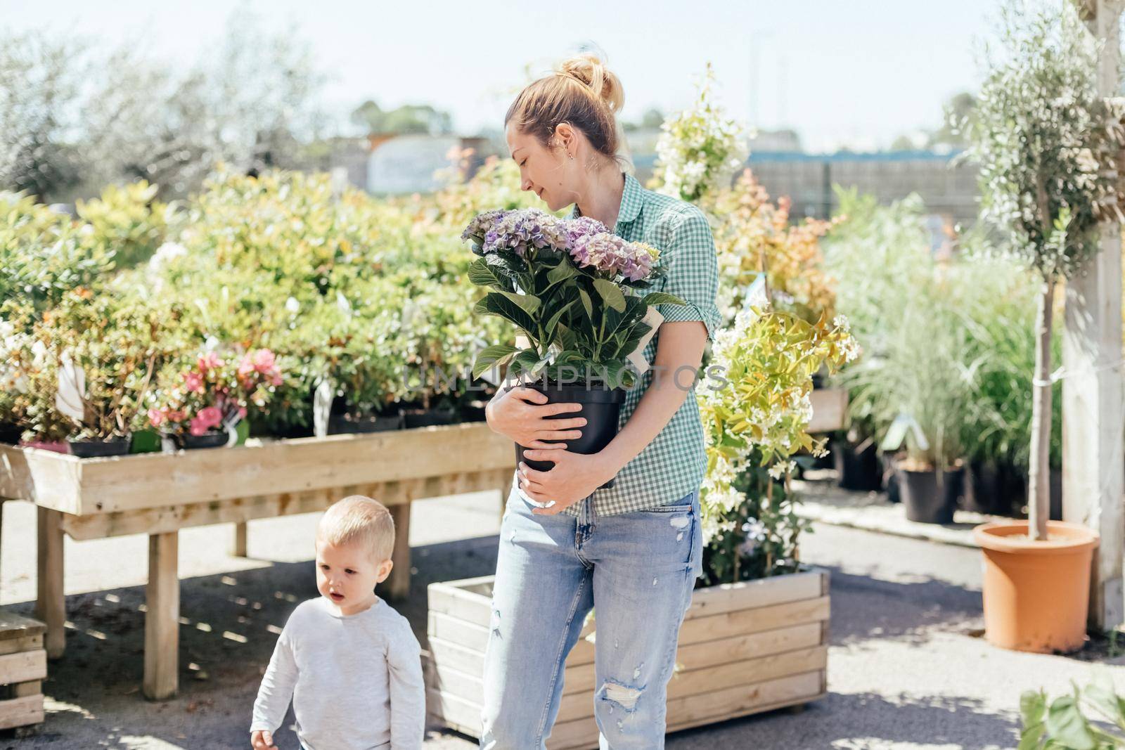 Mother with son buys purple hydrangea in a pot at a flower shop