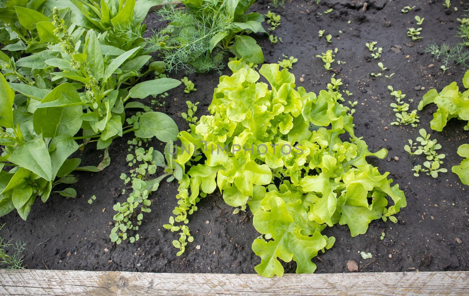 The greens of a young lettuce growing in rows on a bed with moist soil. The concept of organic gardening.