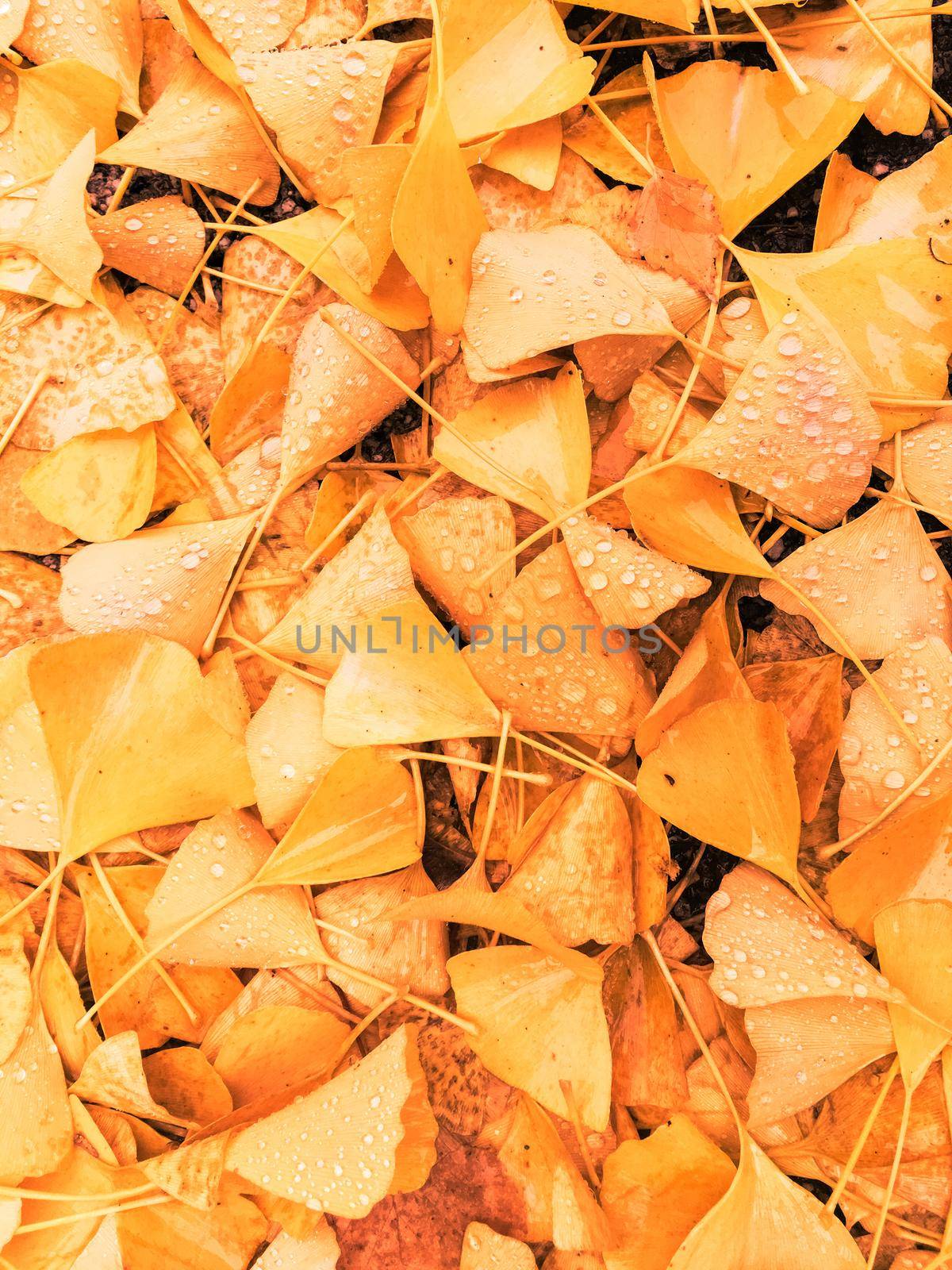 Autumn leaves and trees, nature background by Anneleven