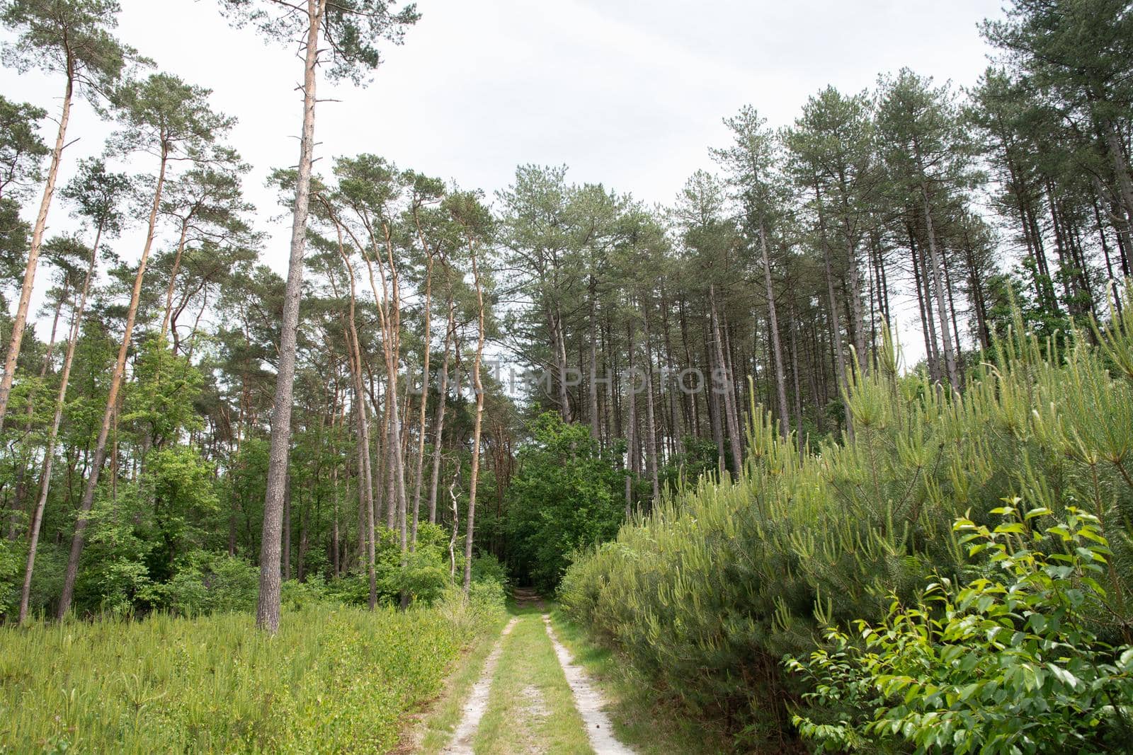 road in silence in a mixed forest among tall green pine trees on a sunny day. High quality photo