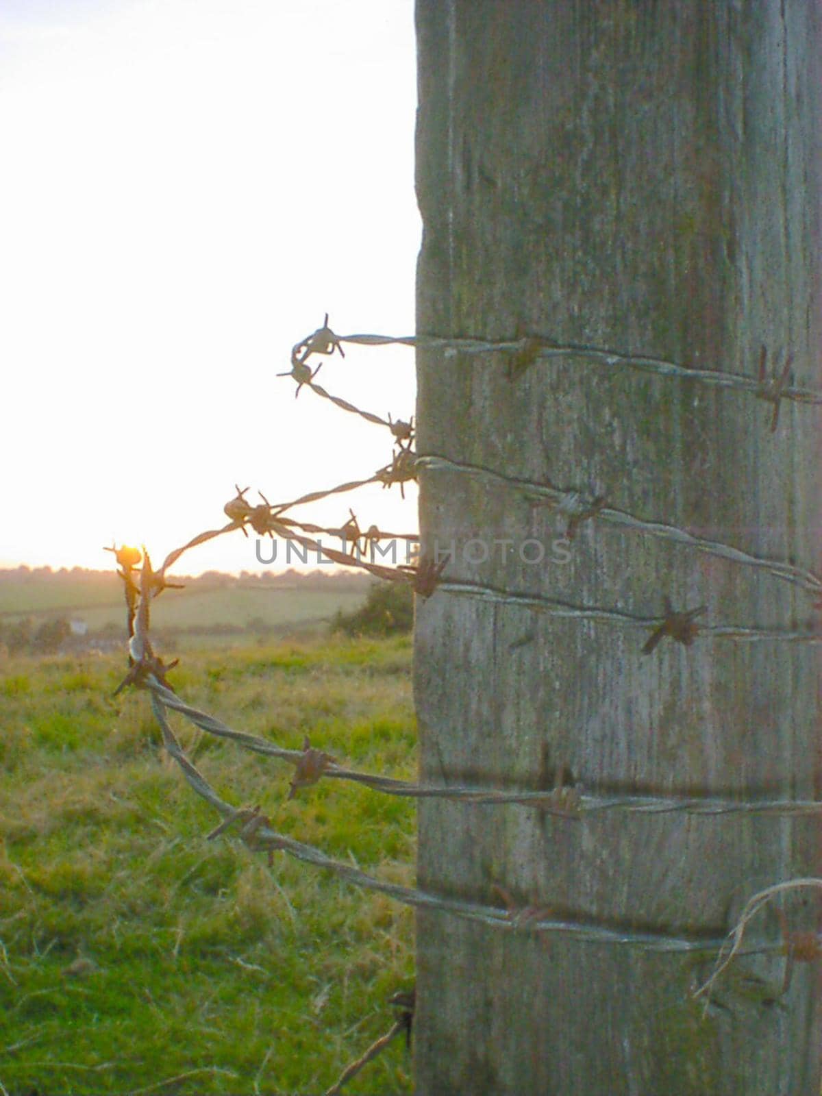 Close Up of Barbed Wire Wrapped Around Pole in Green Rural Country Farm Field at Sunrise or Sunset