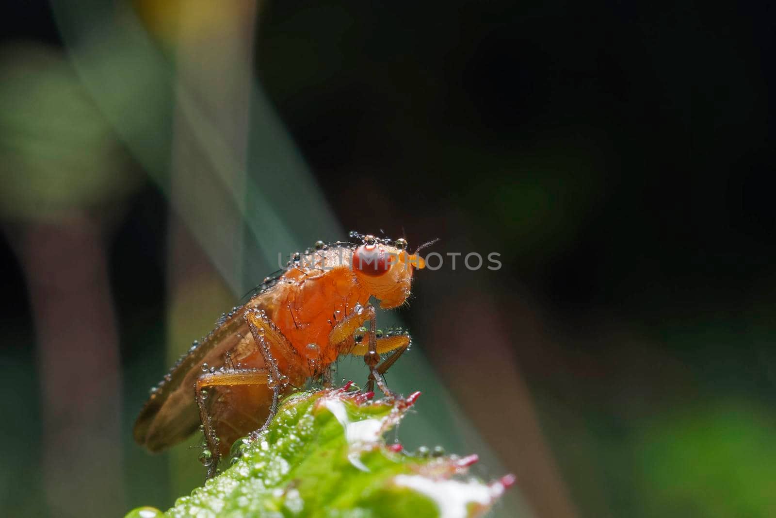 A marsh fly on a leaf covered in water droplets.
