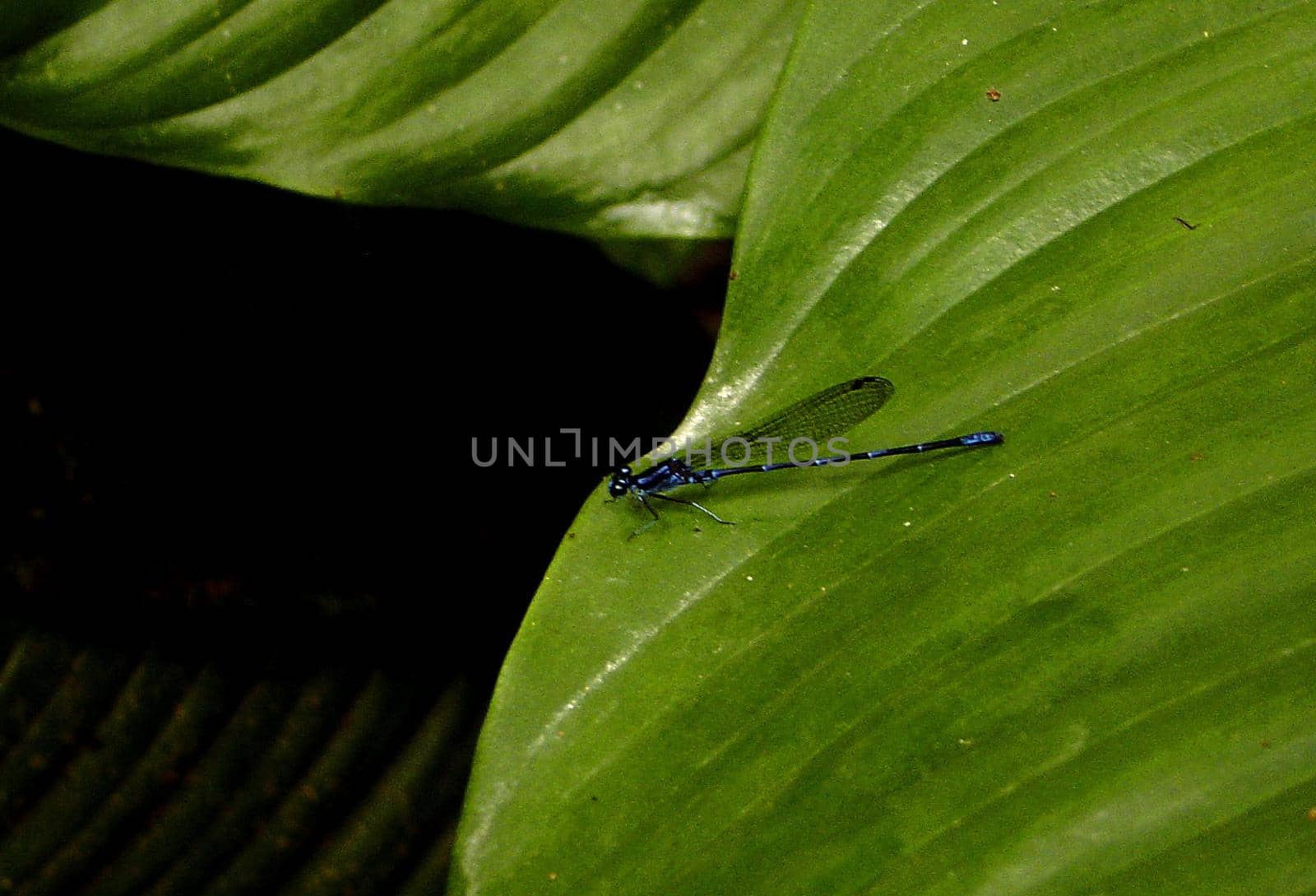 a dragonfly resting on a rainforest leaf