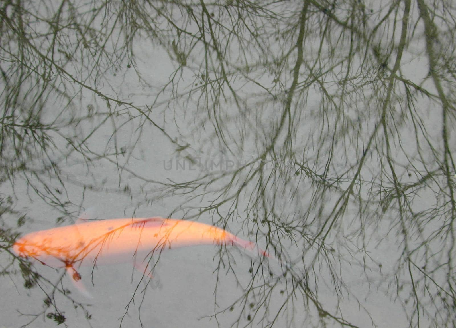 reflections on a goldfish pond
