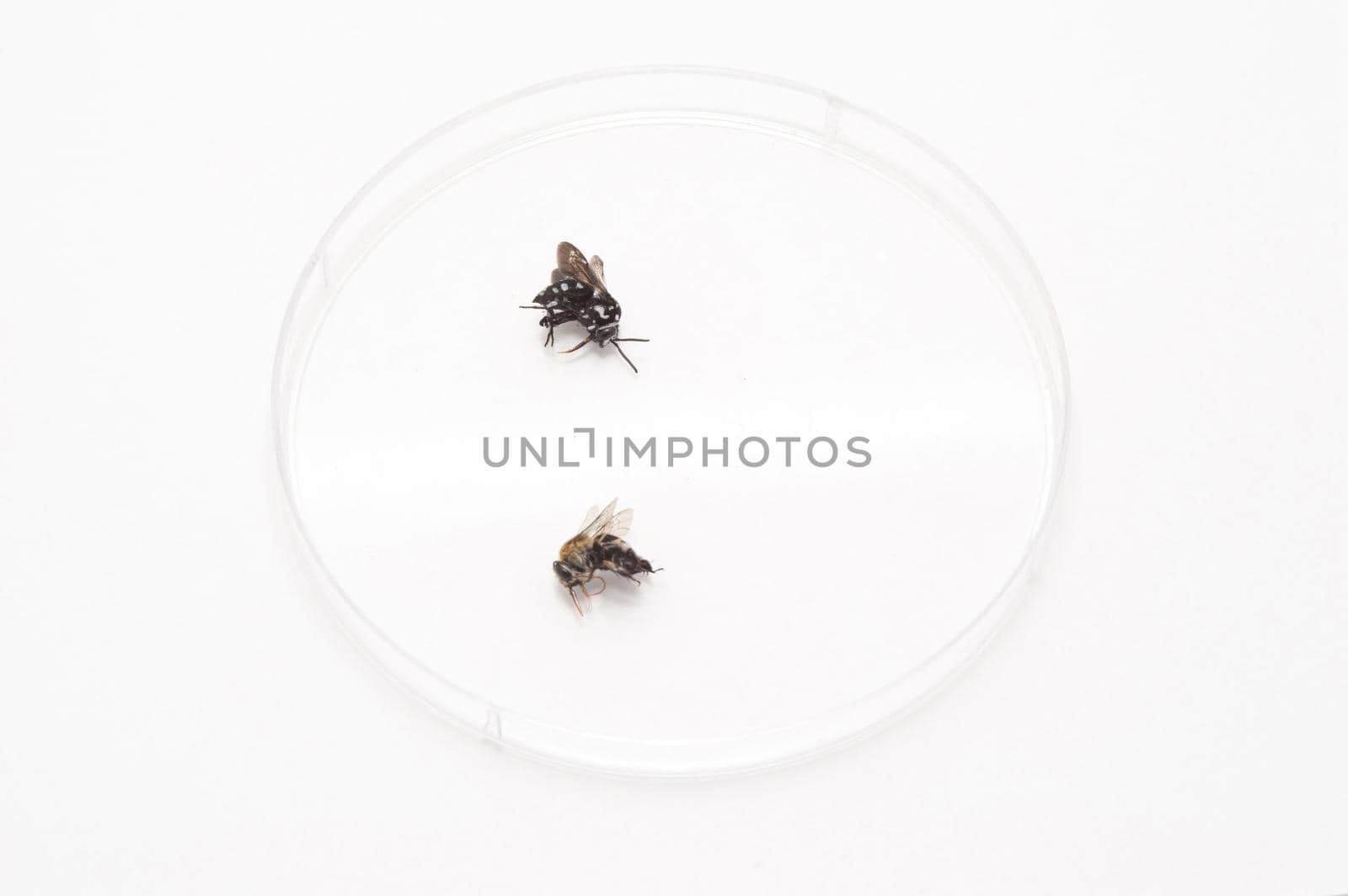 Examination Analysis Concept - Close up Dead Flies on a Laboratory Petri Dish Isolated on White Background.