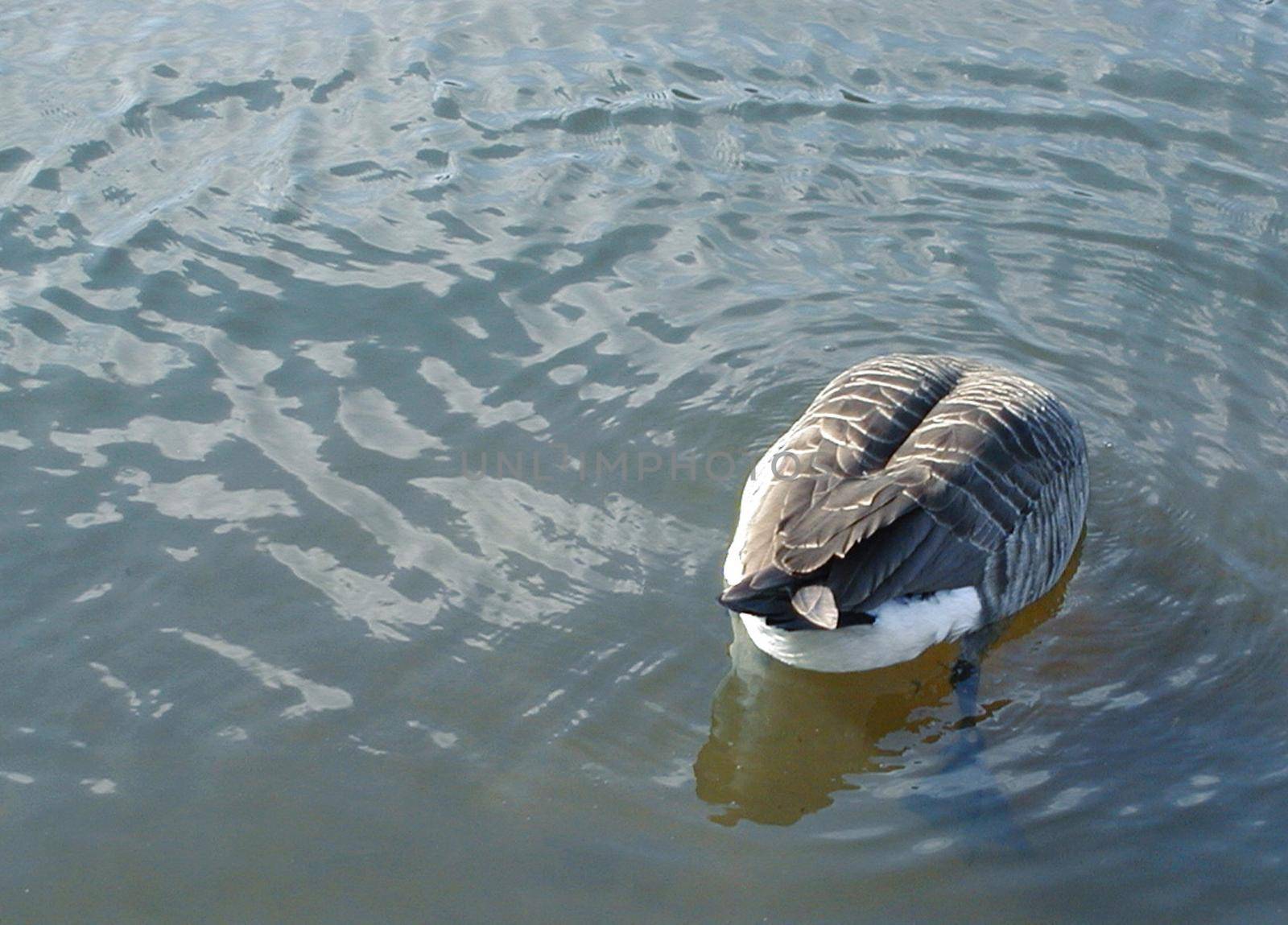 a canada goose with its head underwater