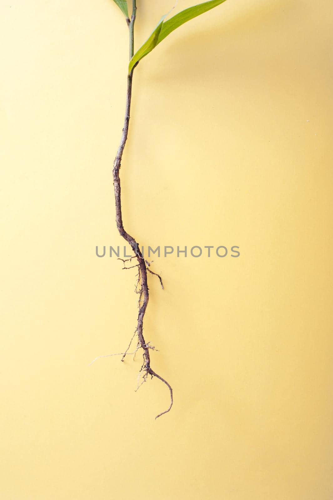 Long seeding root of a young plant sprout shown in close-up on yellow background