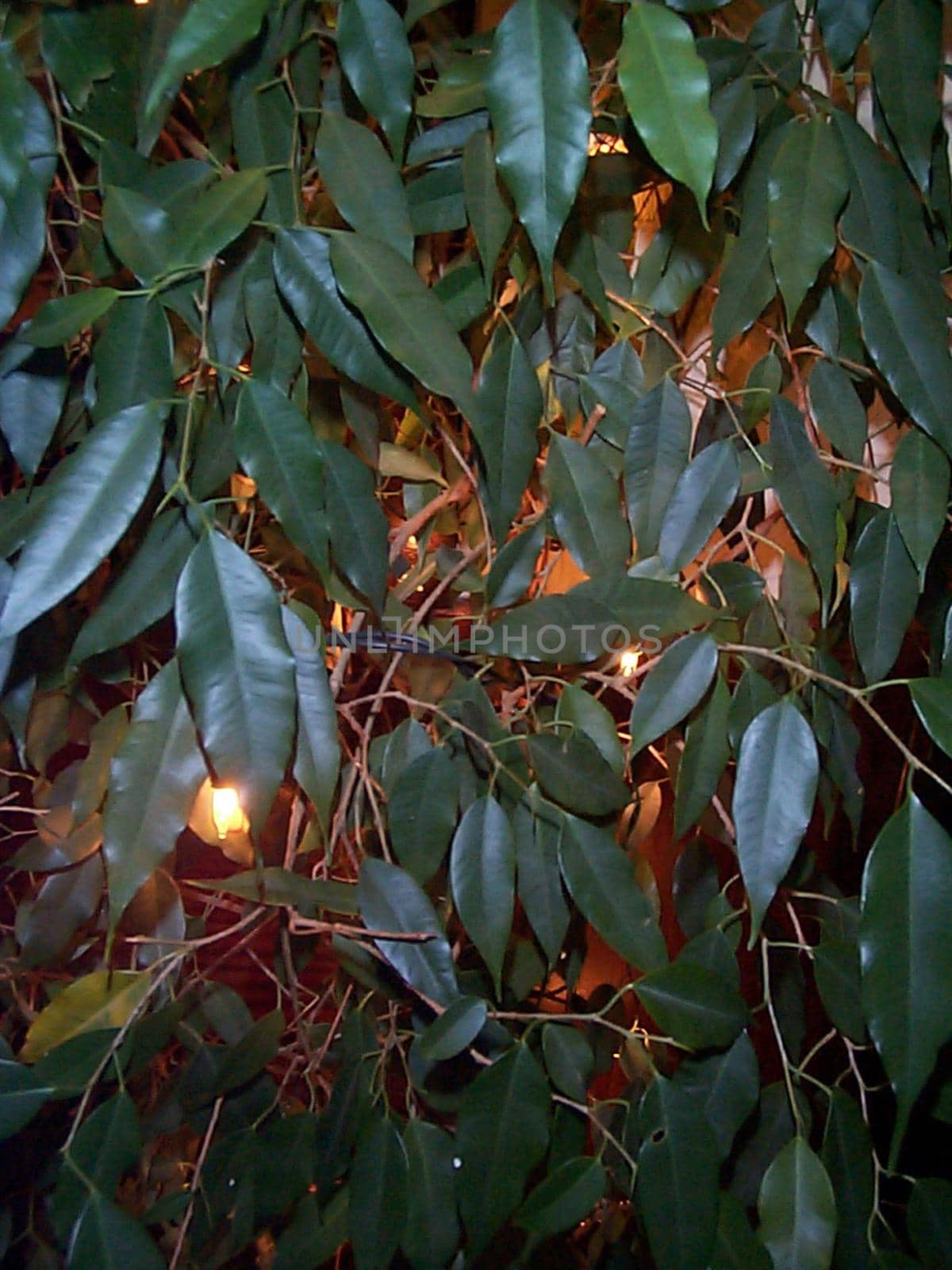 Full frame close up of lush shiny green leaves at night