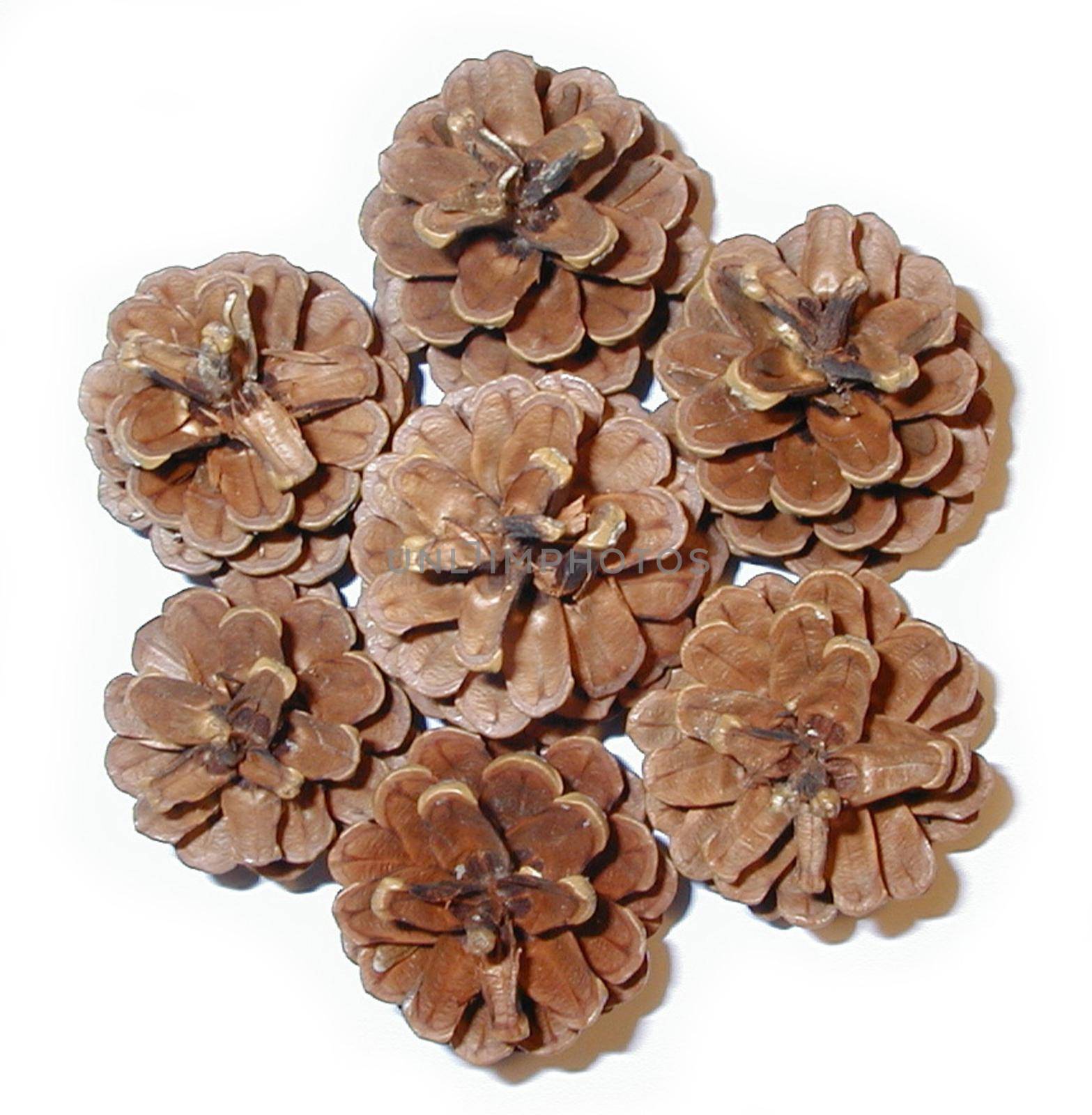 Pine cones arranged in a circle to give a floral shape viewed from above isolated on white