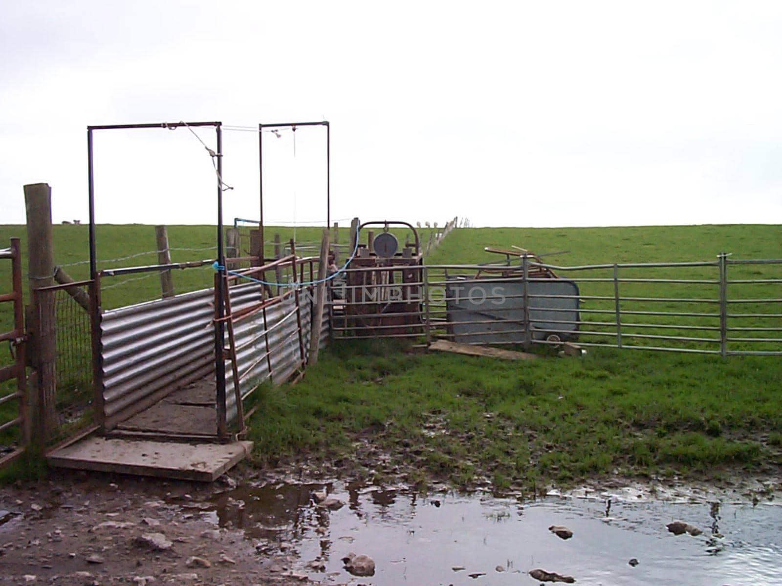 Livestock gate on a farm into a muddy paddock with green fields in the background in an agricultural landscape