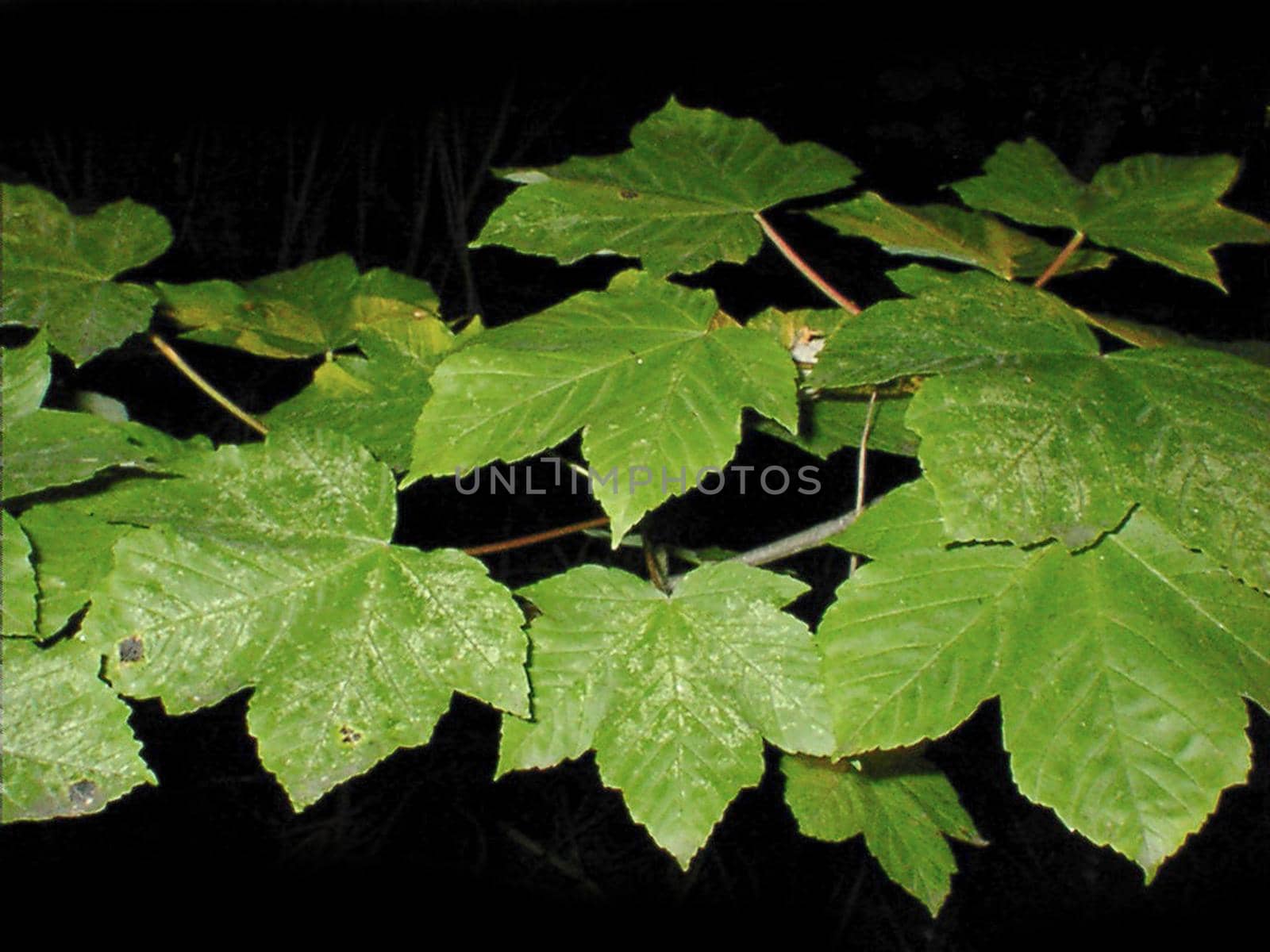Cluster of fresh green leaves against a dark background viewed at an oblique angle in a nature background