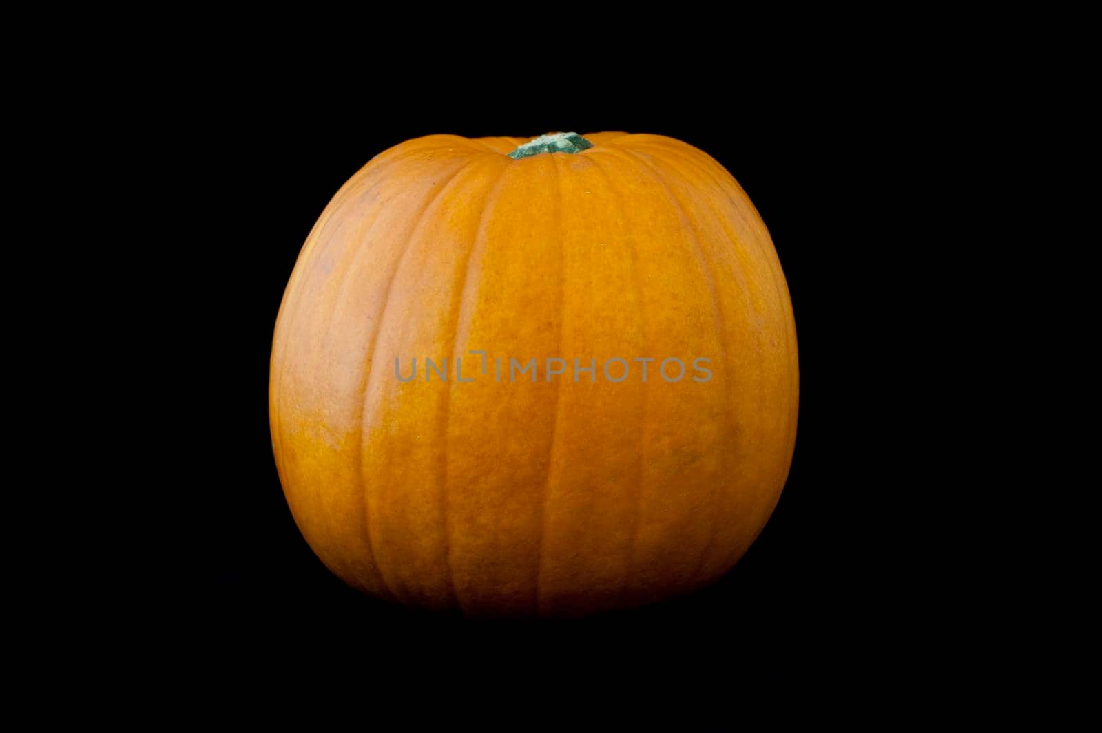 Fresh whole seasonal autumn or fall pumpkin on a dark studio background