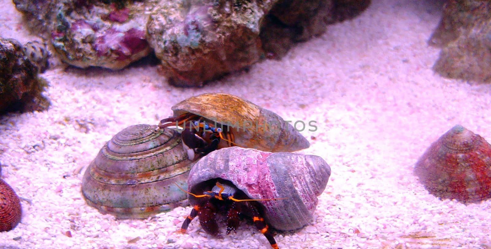 a blue legged hermit crab hinds in his shell