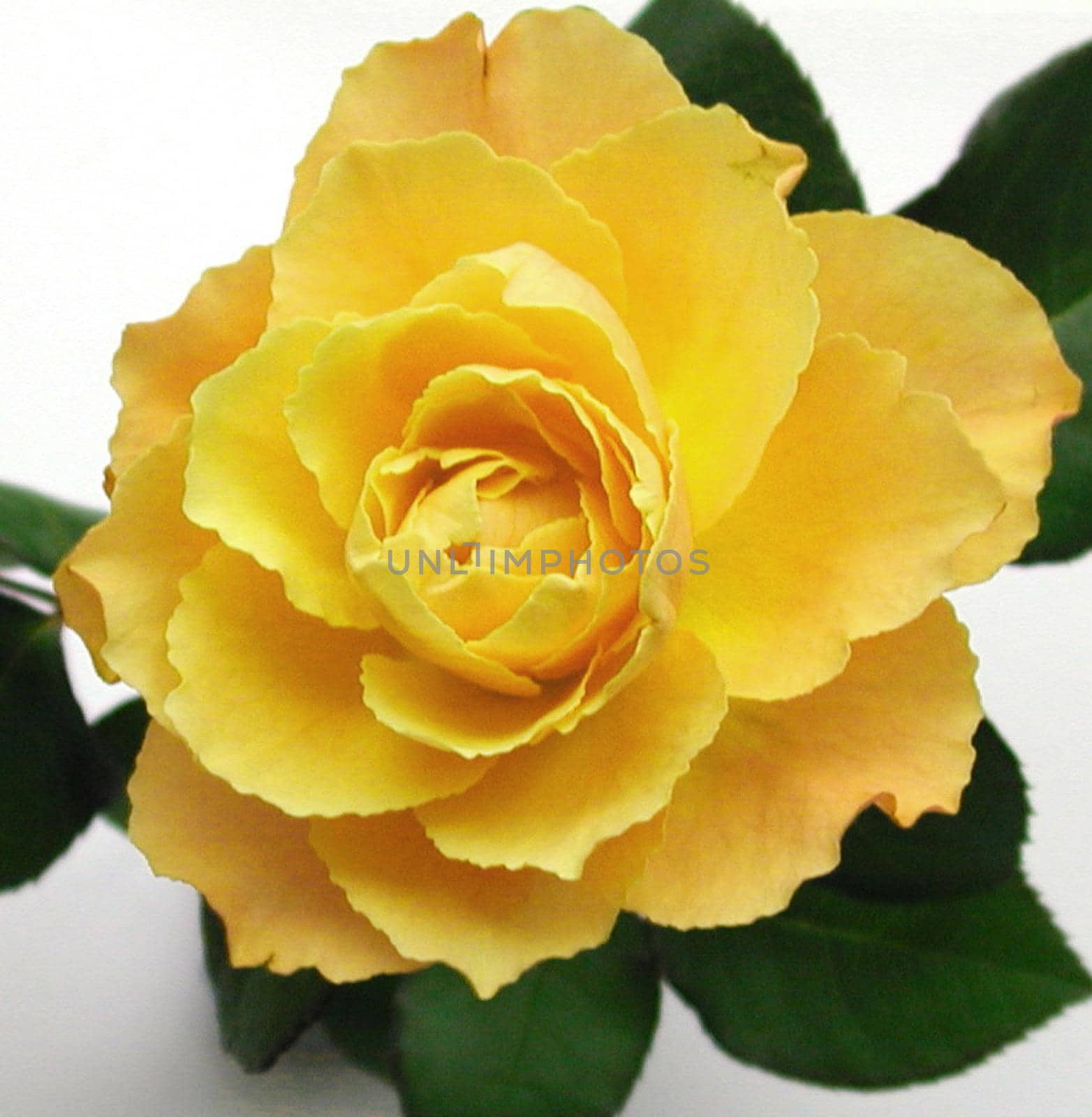 Pretty fresh yellow rose closeup viewed from above with green leaves, symbolic of love and romance