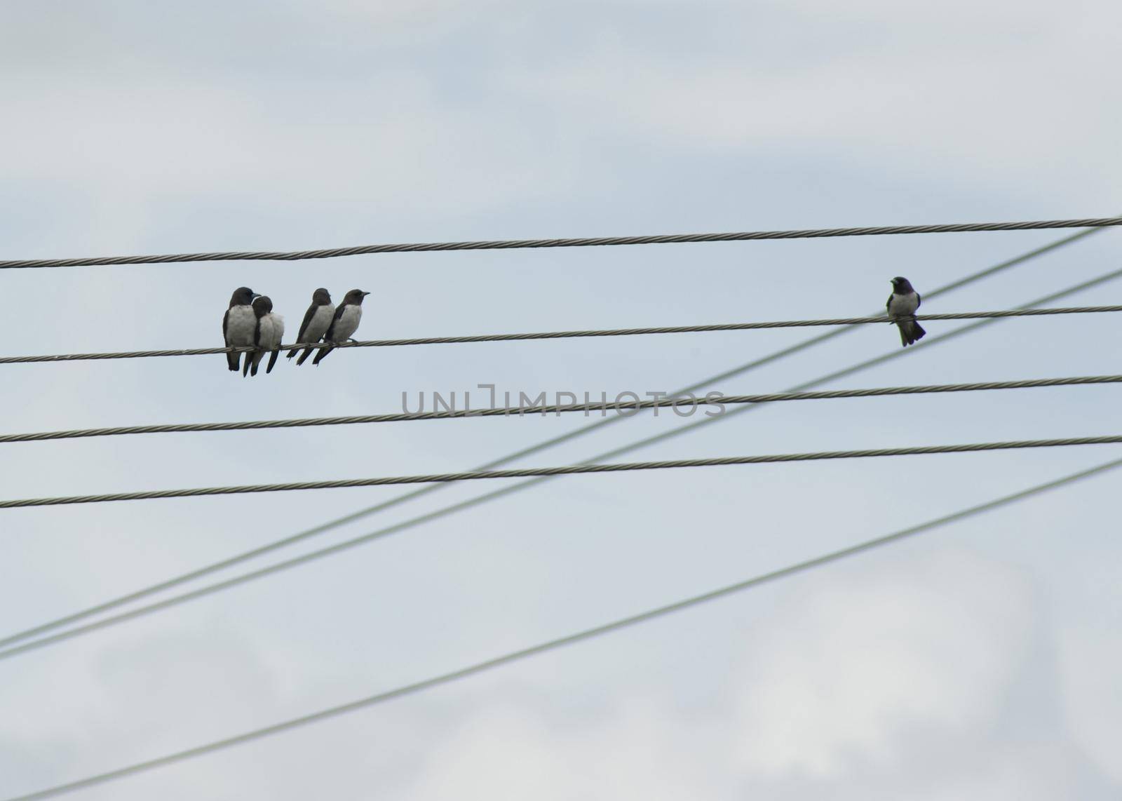 a conceptual image featuring five birds on power lines one bird isolated from the other group of birds