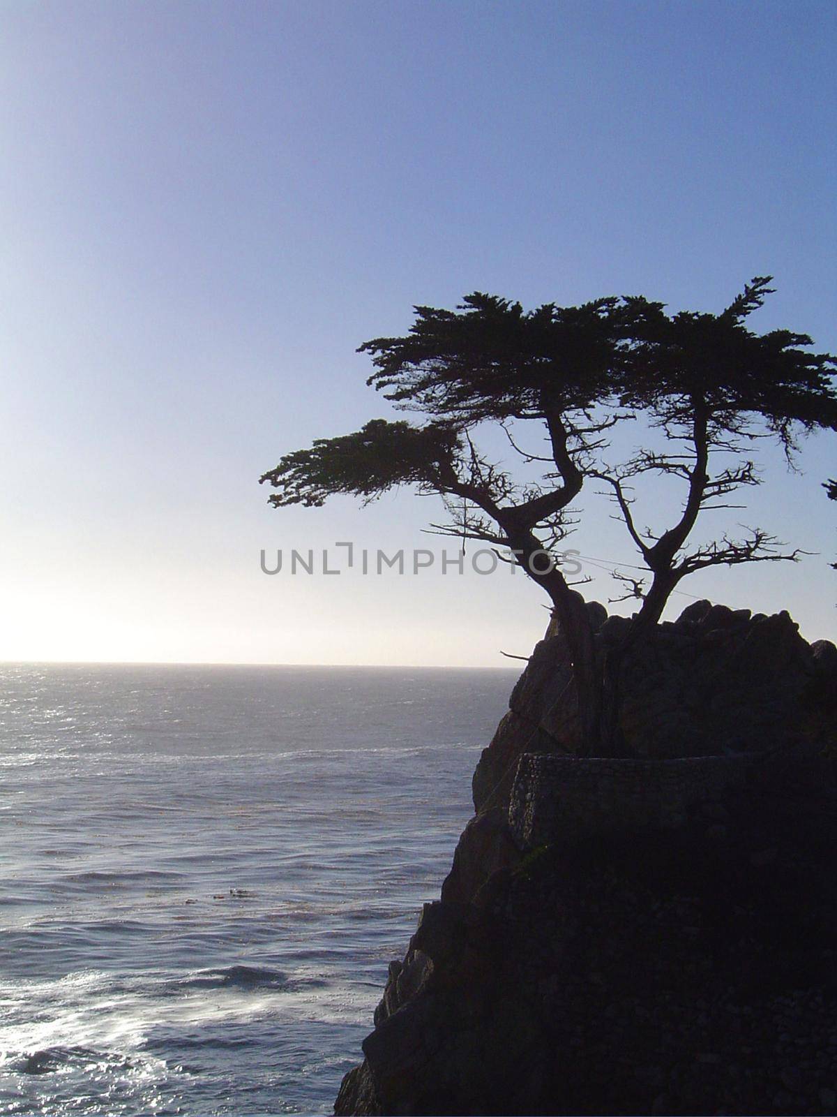 lone cyprus tree on the monterey coast, california