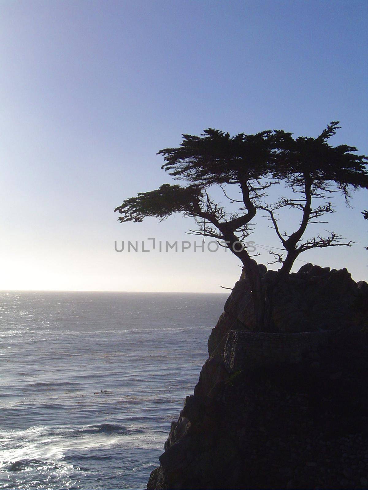 lone cyprus tree on the monterey coast, california