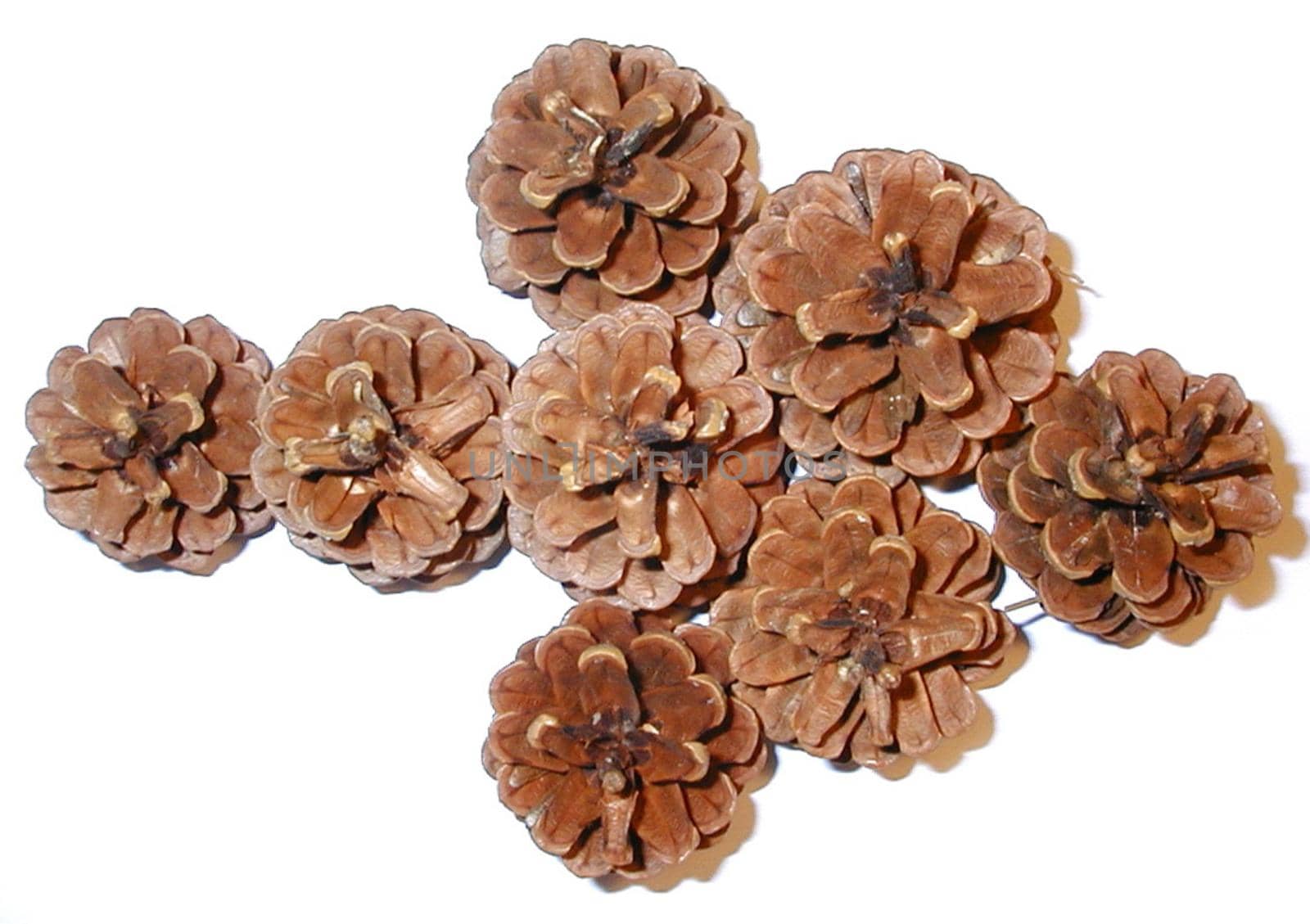 Arrow formed of dried pine cones pointing to the left , overhead view isolated on white