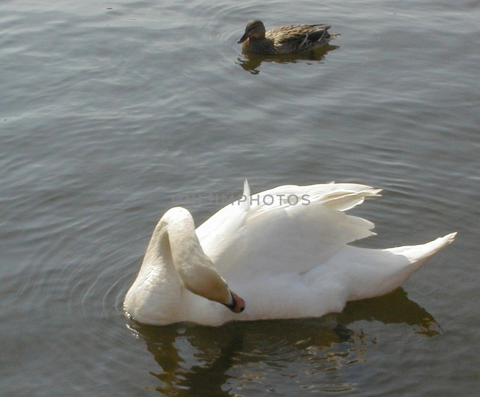 a swan floating on a lake preening itself