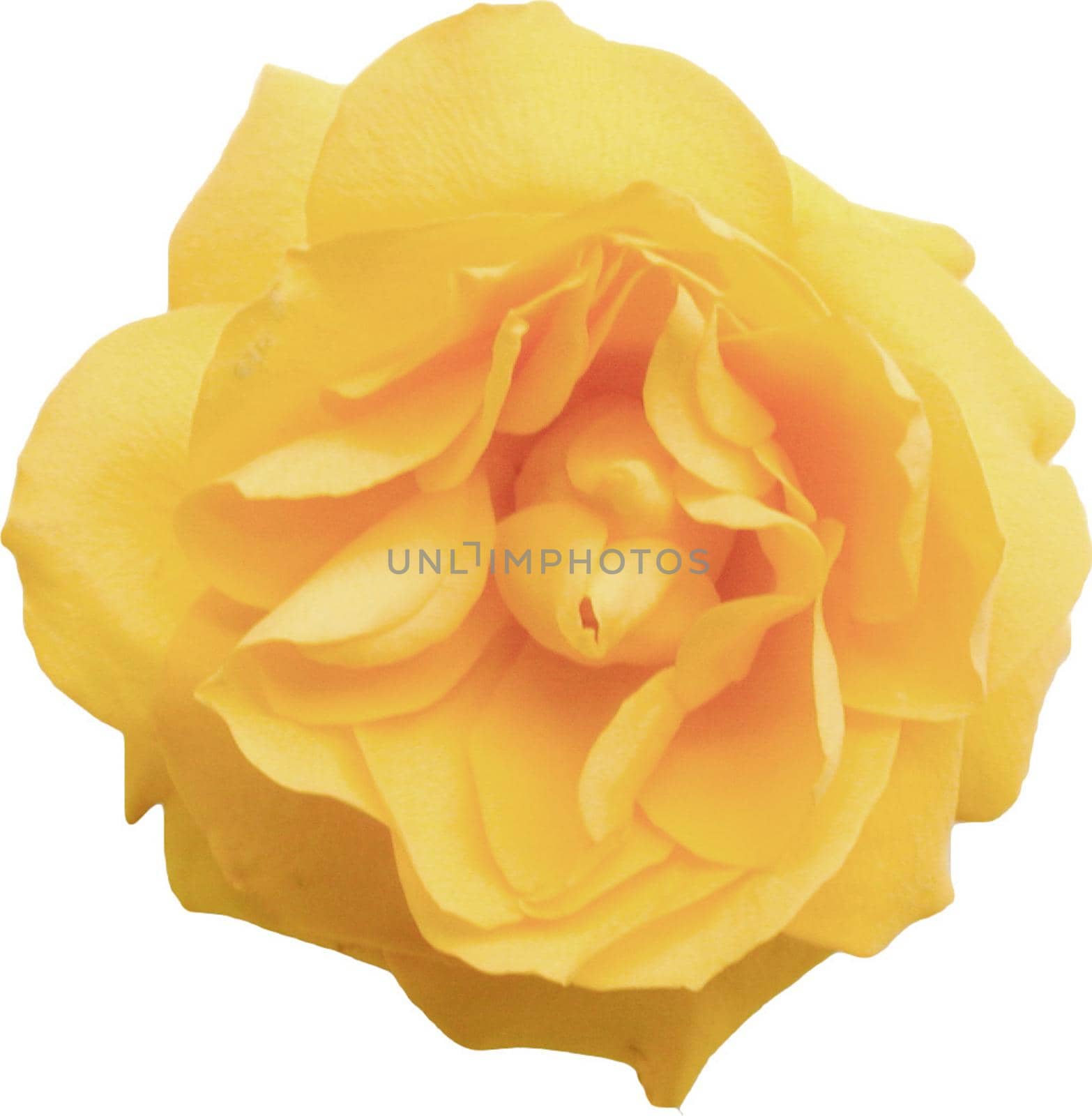 Isolated fresh yellow rose viewed from above on a white background for nature, floral or romantic themes