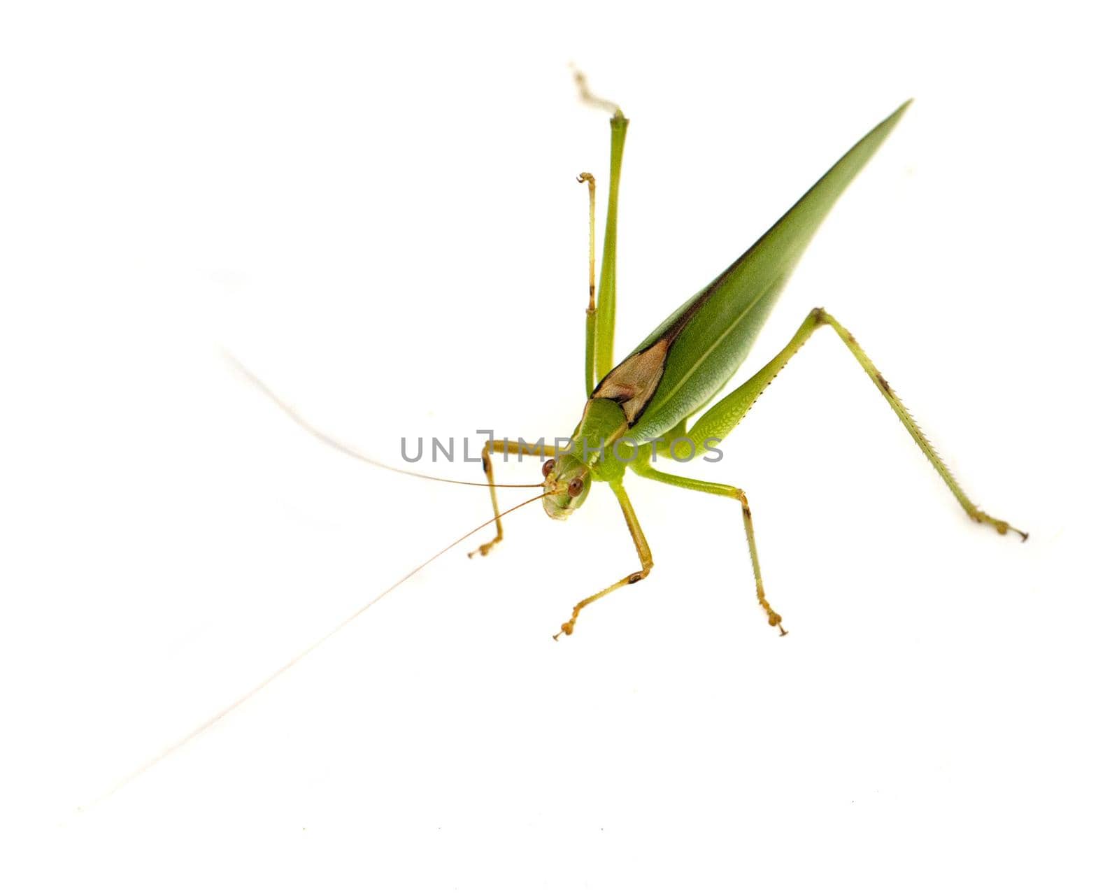 Single green grasshopper isolated on white background